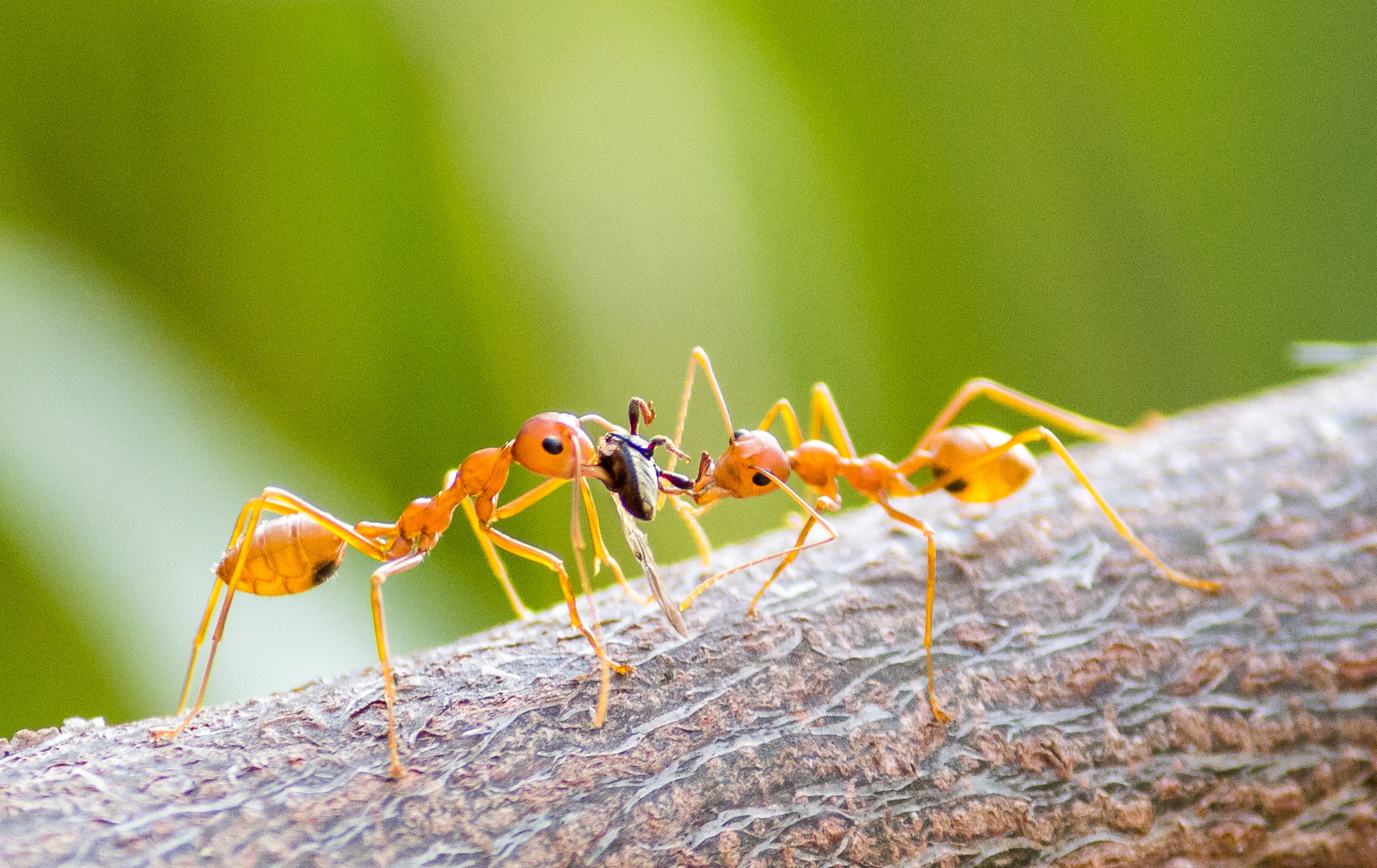 pavanprasad_ind-fire-ants-7262312