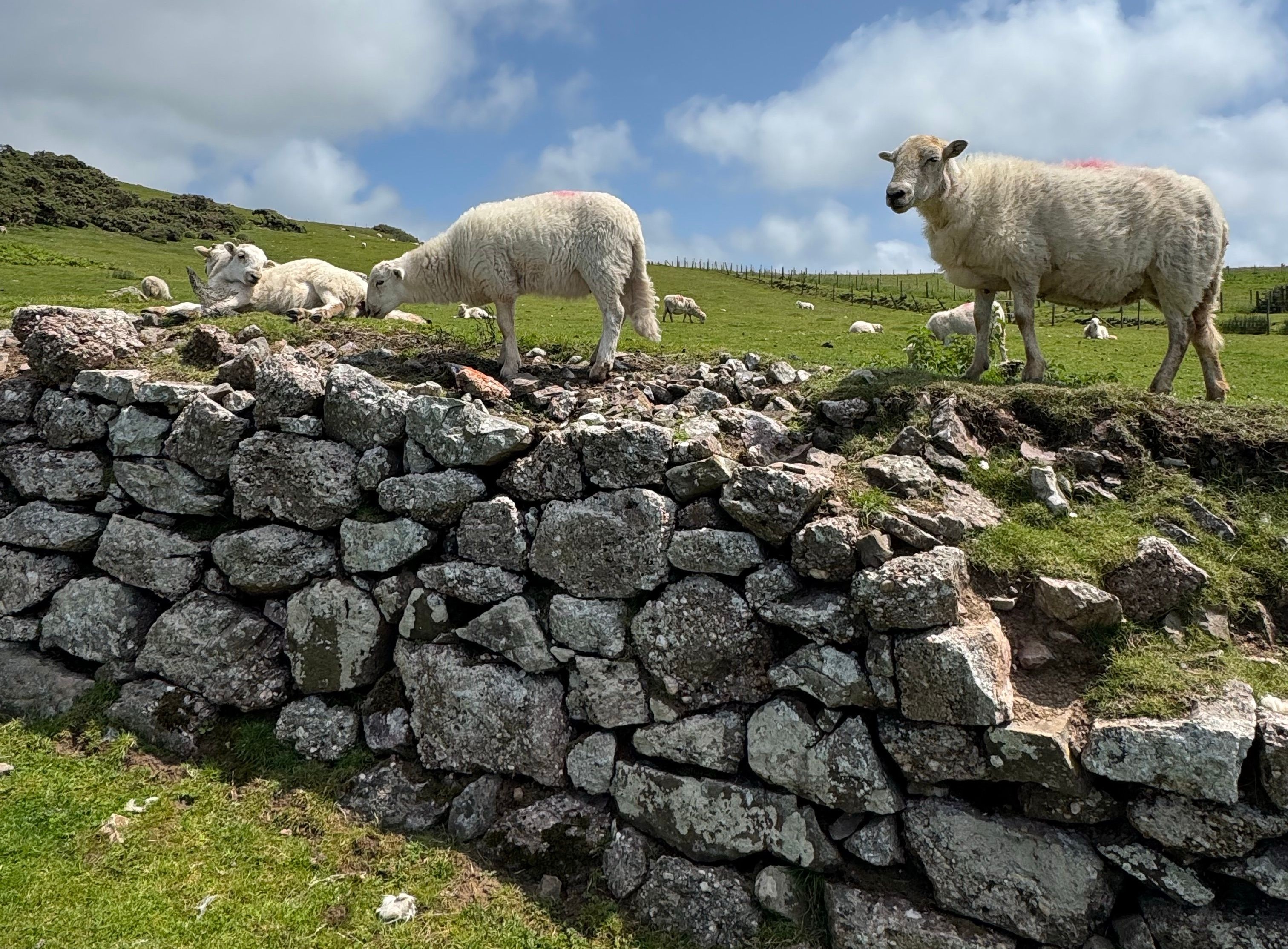 Bardsey