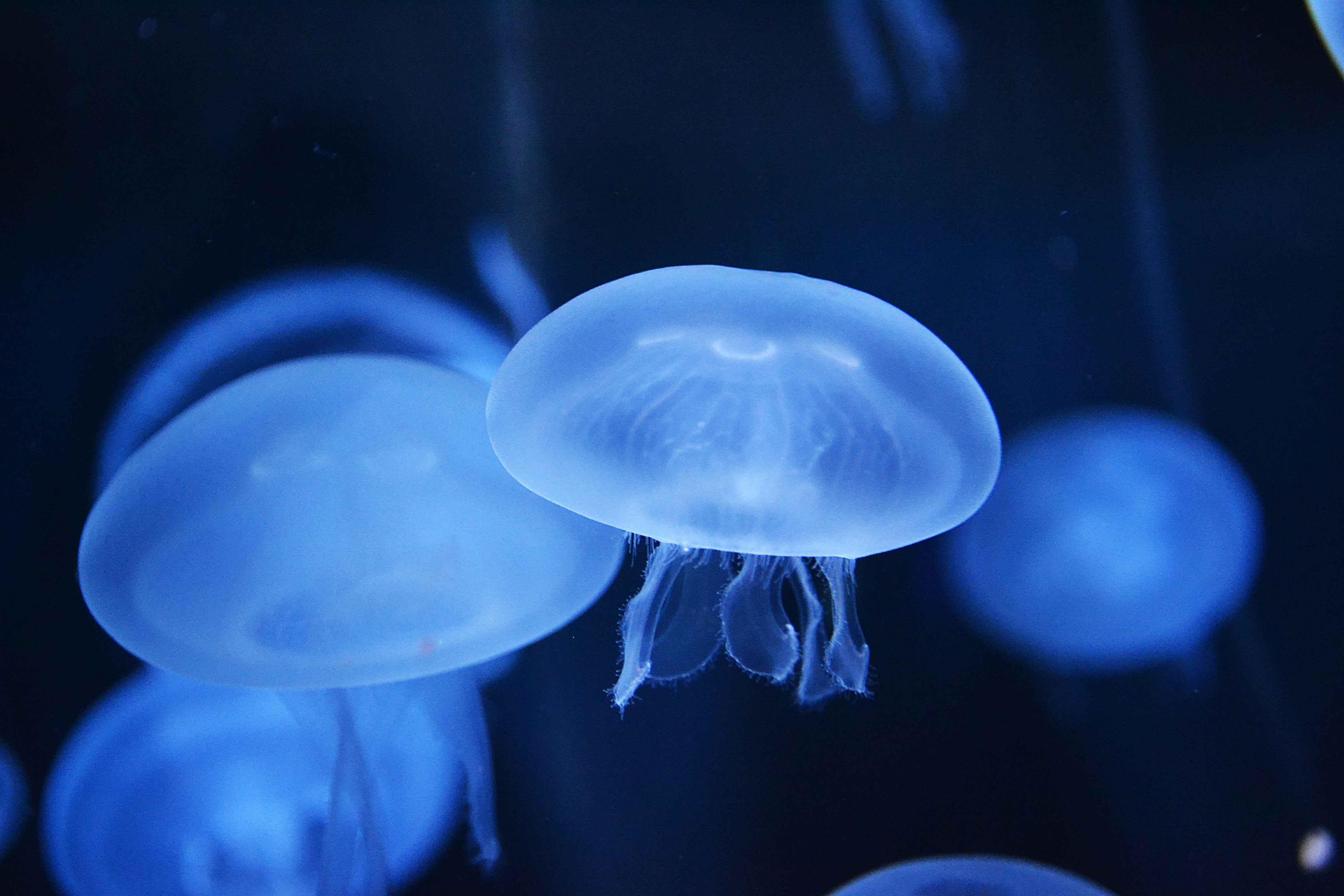Meduza UNSPLASH