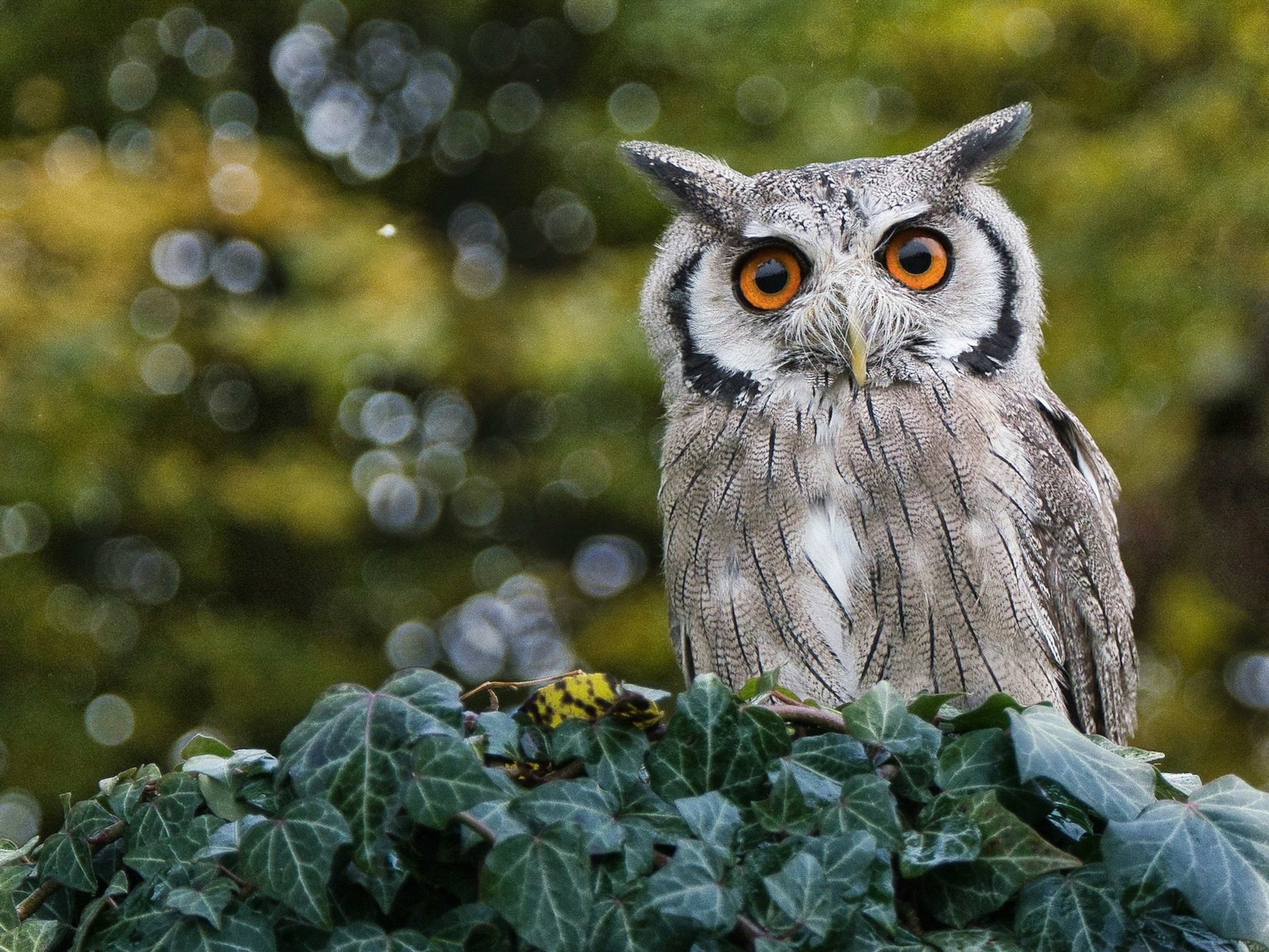 Sova UNSPLASH