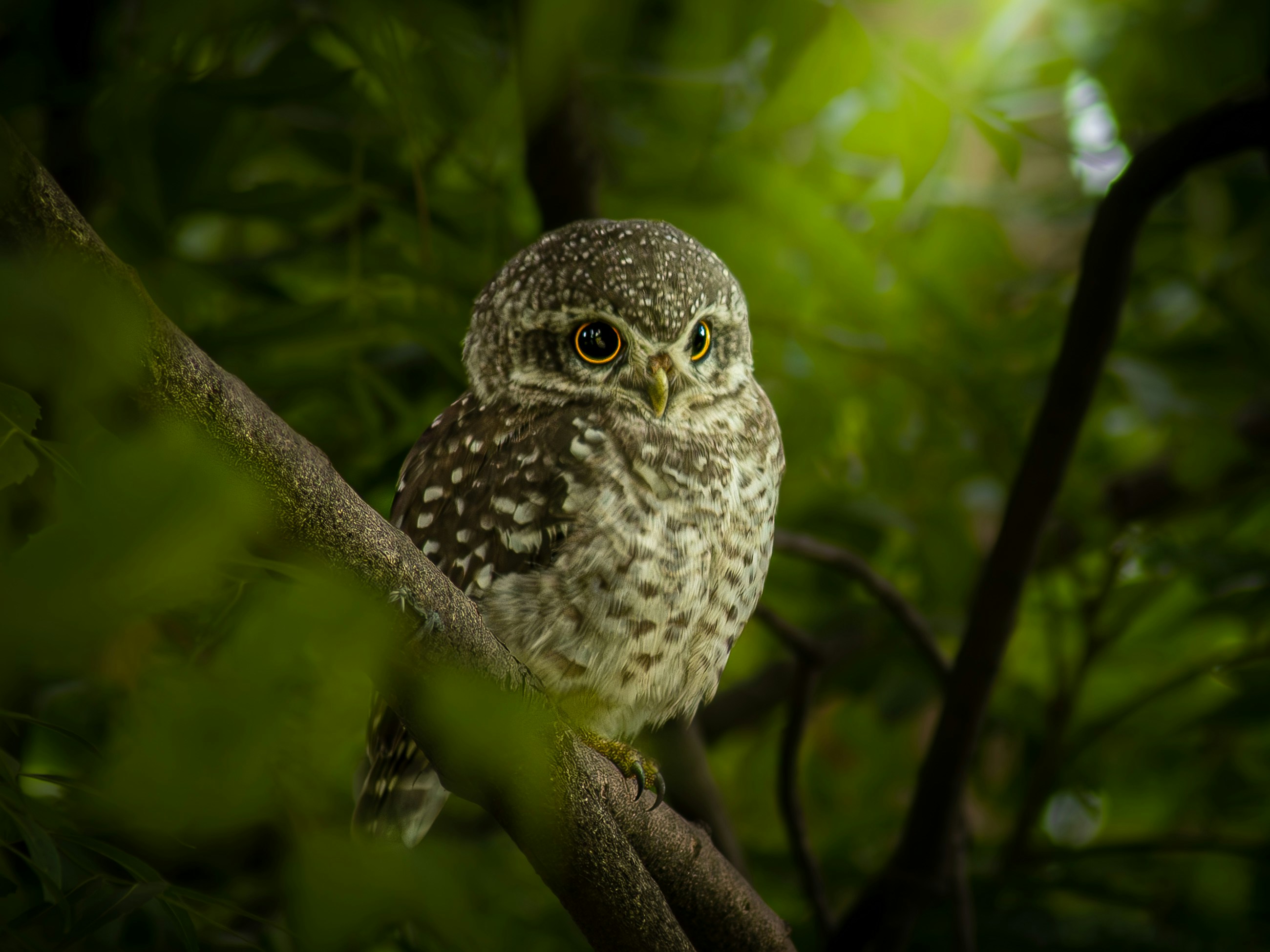 Sova UNSPLASH