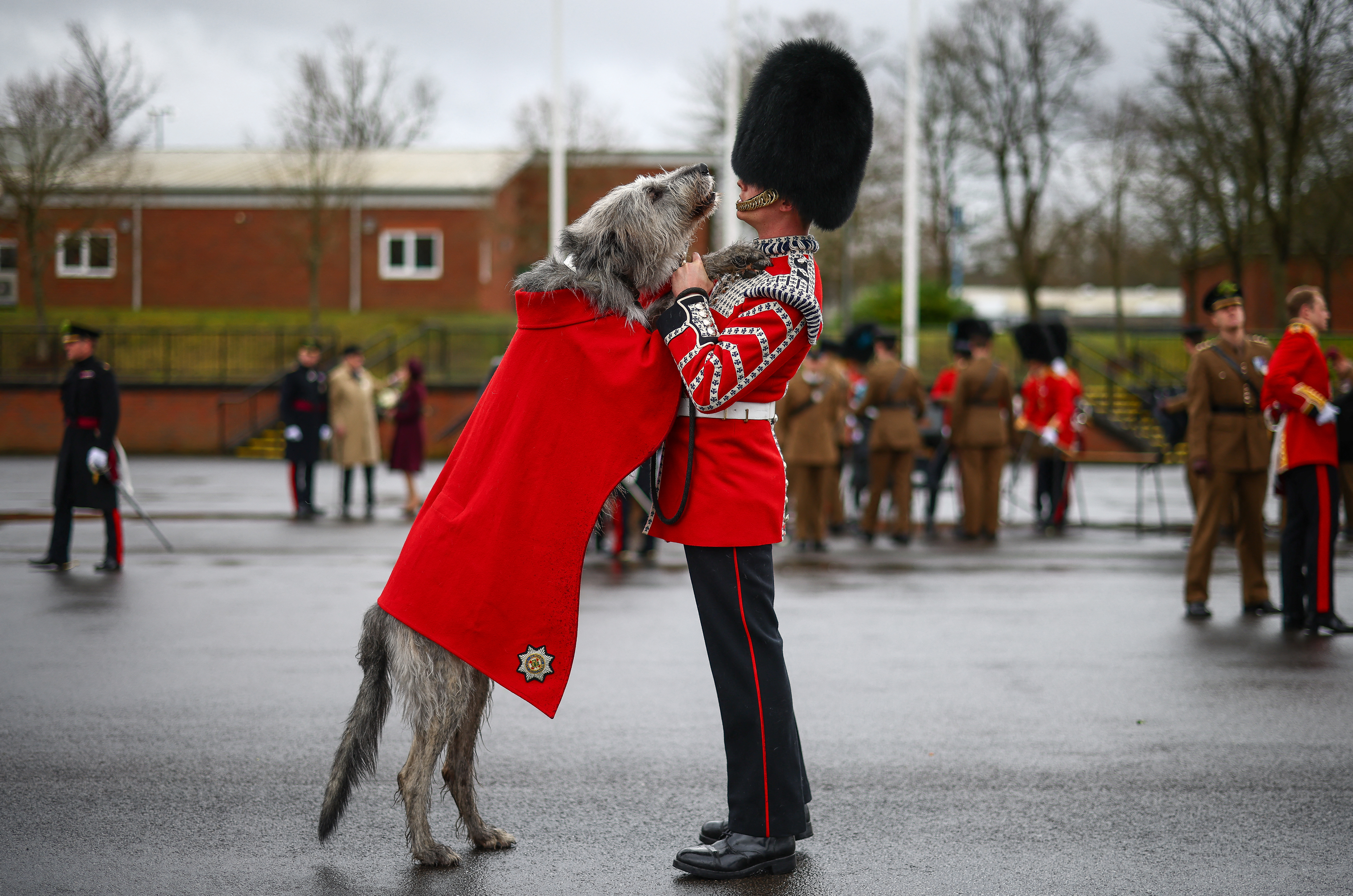 3 year-old Irish Wolfhound Seamus, Irish Guards mascot, and his handler Drummer Ashley Dean following the Irish Guards Parade for St Patrick's Day at Mons Barracks in Aldershot, south-west of London, on March 17, 2024.