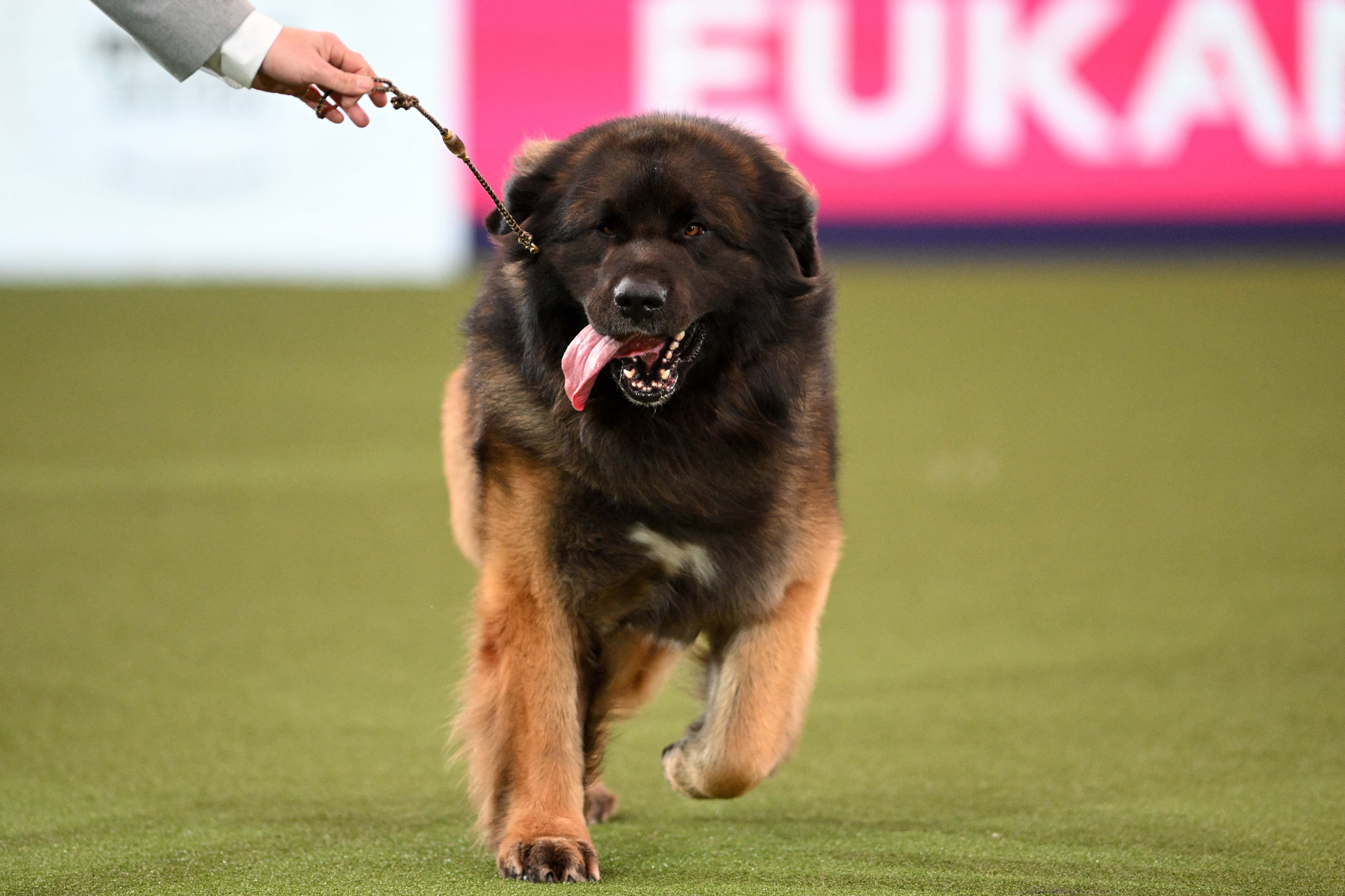 The Leonberger, "Neville" competes in the ring during the Best in Show event on the final day of the Crufts dog show at the National Exhibition Centre in Birmingham, central England, on March 10, 2024.