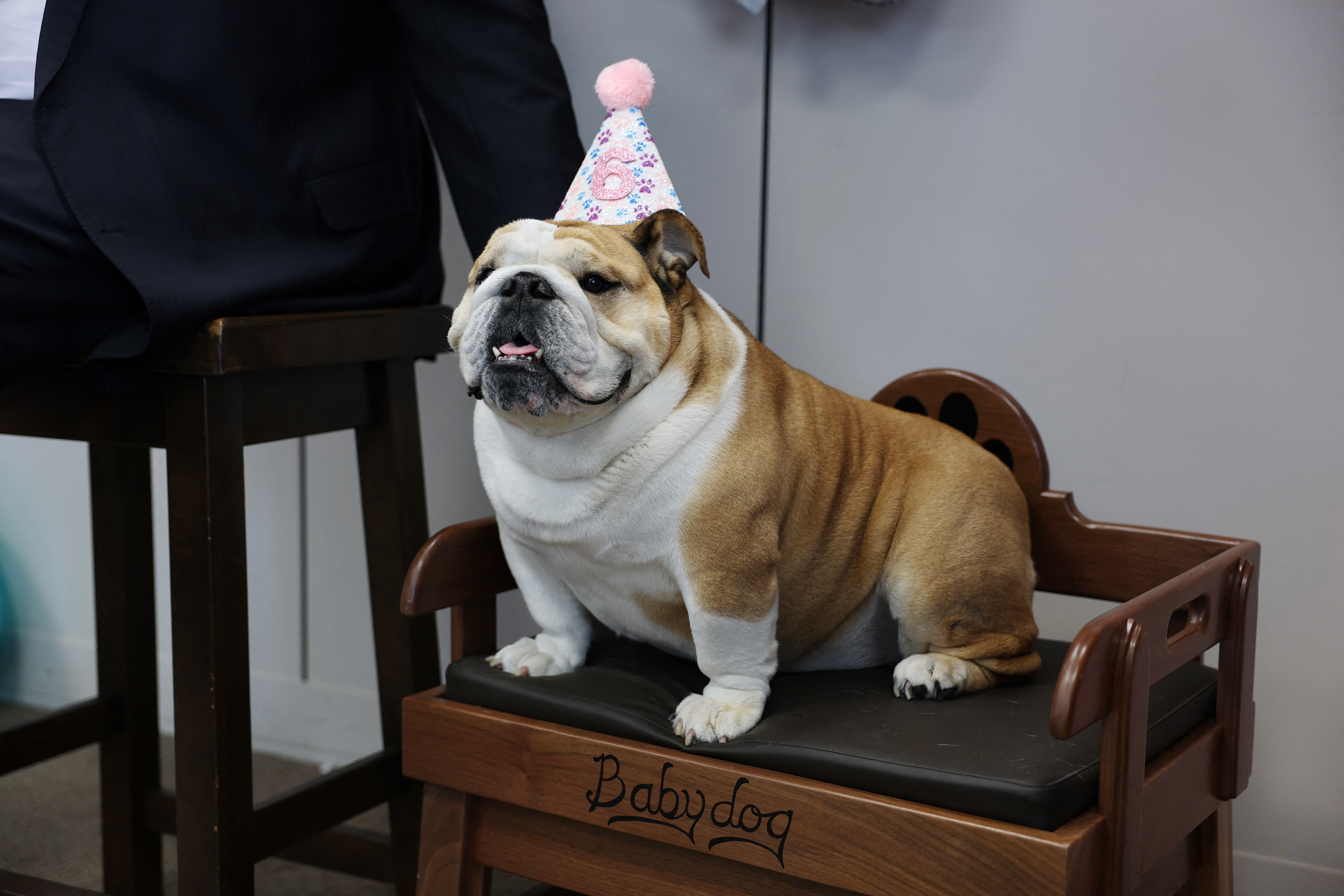 WASHINGTON, DC - OCTOBER 15: Babydog, U.S. Sen. Jim Justice's (R-WV) english bulldog, sits with a birthday hat on in the senator's office on Capitol Hill on October 15, 2025 in Washington, DC.