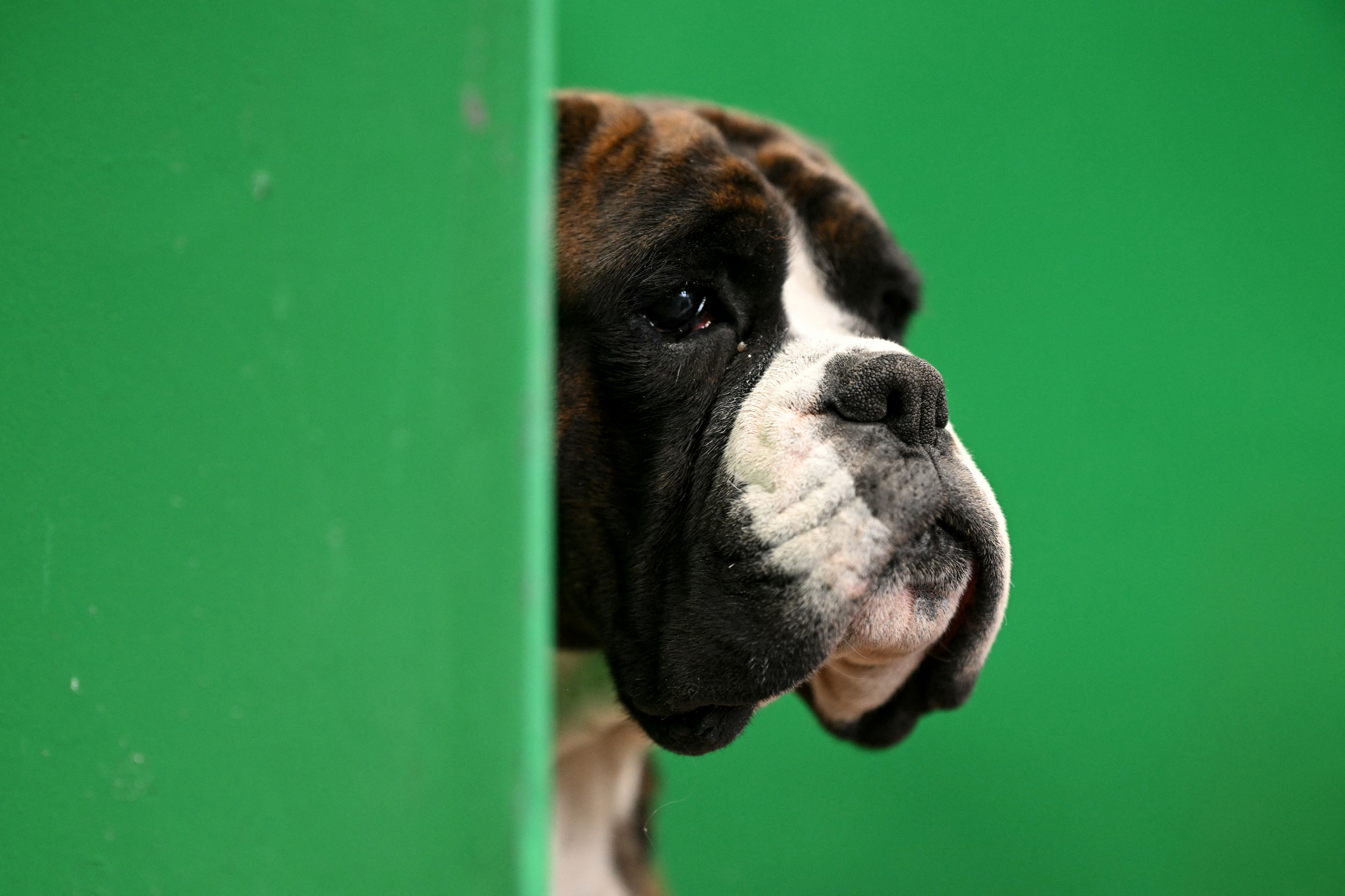 A Boxer dog is pictured on the first day of the Crufts dog show at the National Exhibition Centre in Birmingham, central England, on March 5, 2026. (Photo by )
