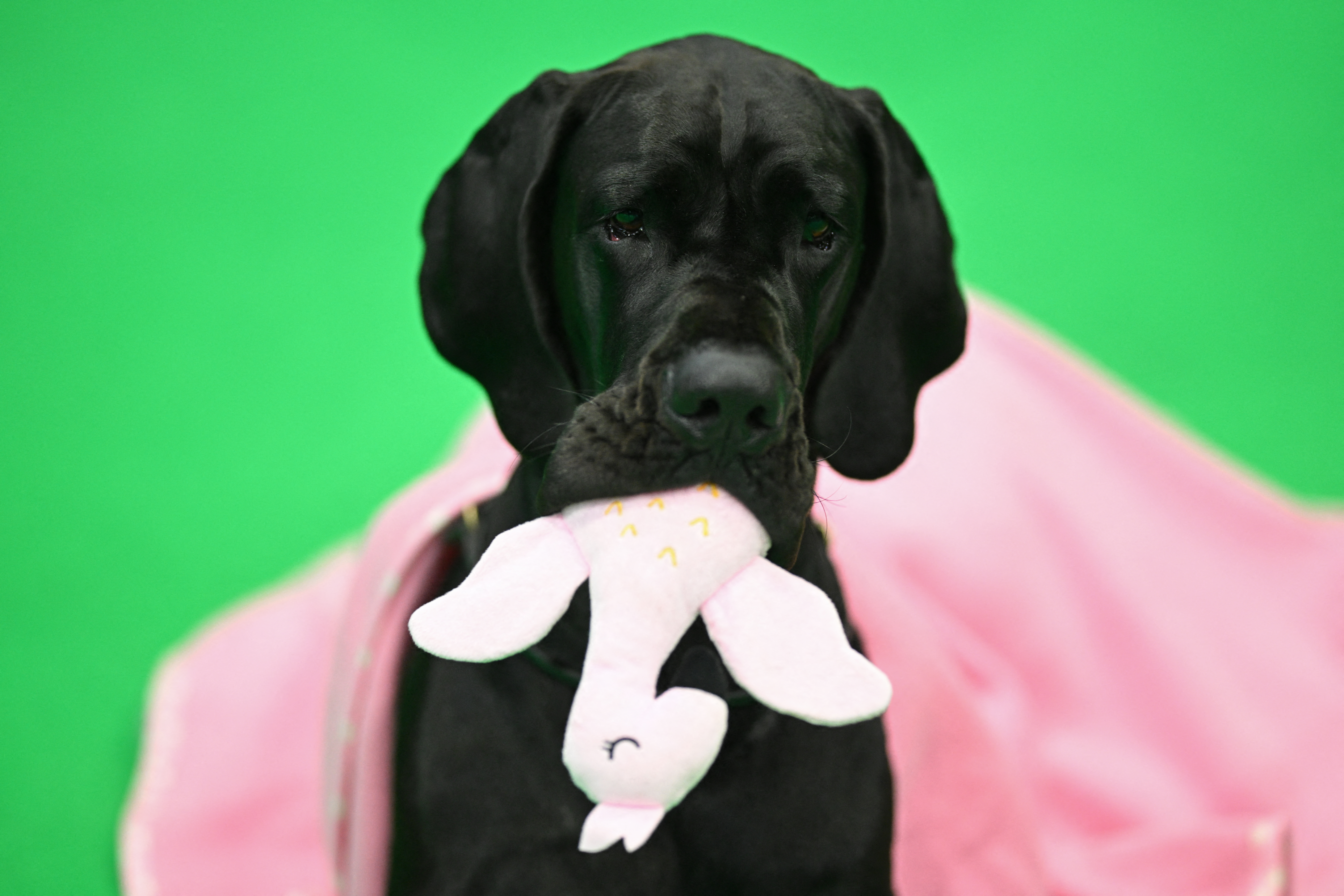 A Great Dane chews it's soft toy preparing for the Working and Pastoral class competition on the third day of the Crufts dog show at the National Exhibition Centre in Birmingham, central England, on March 9, 2024.