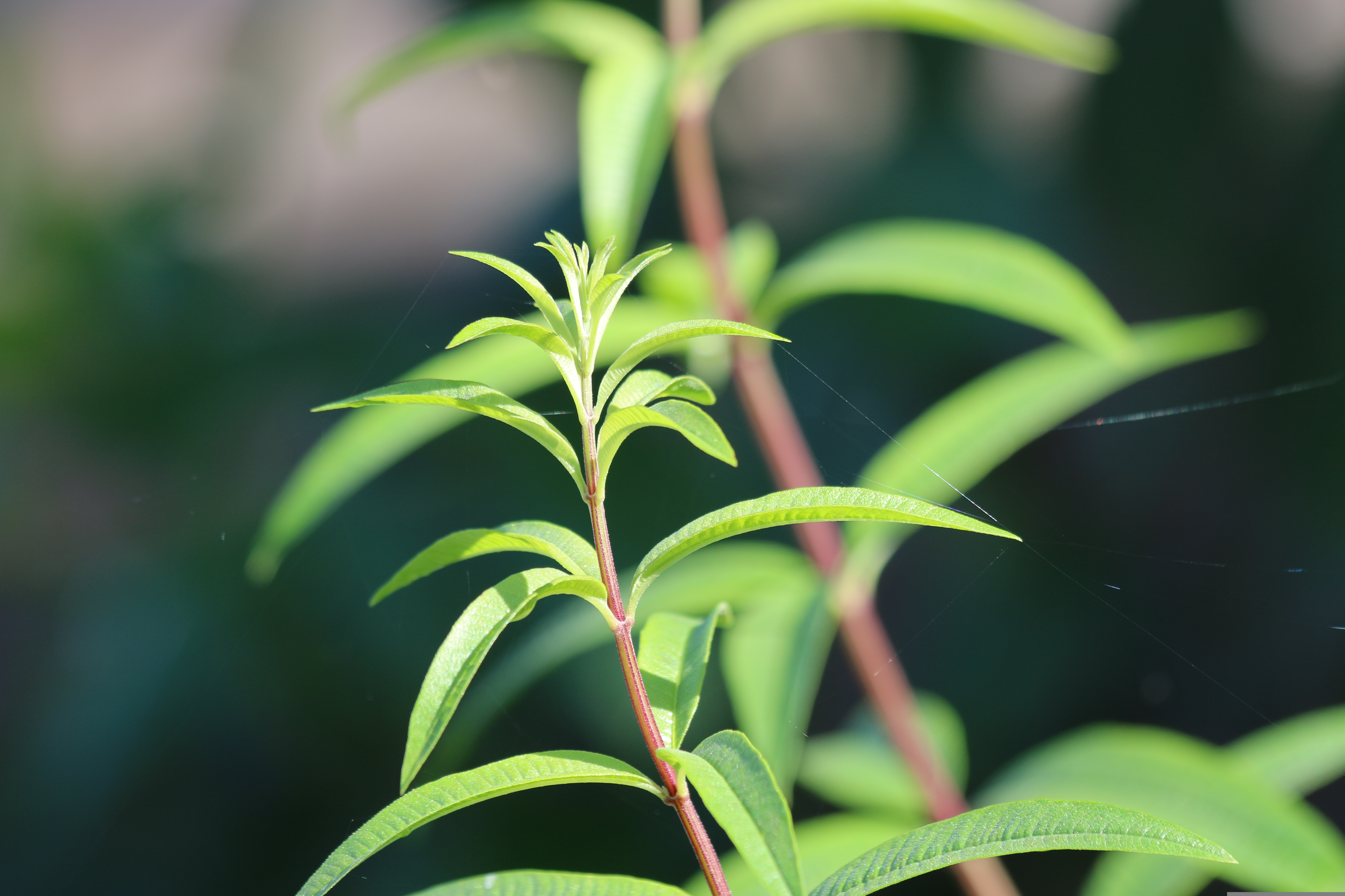 citronela pixabay