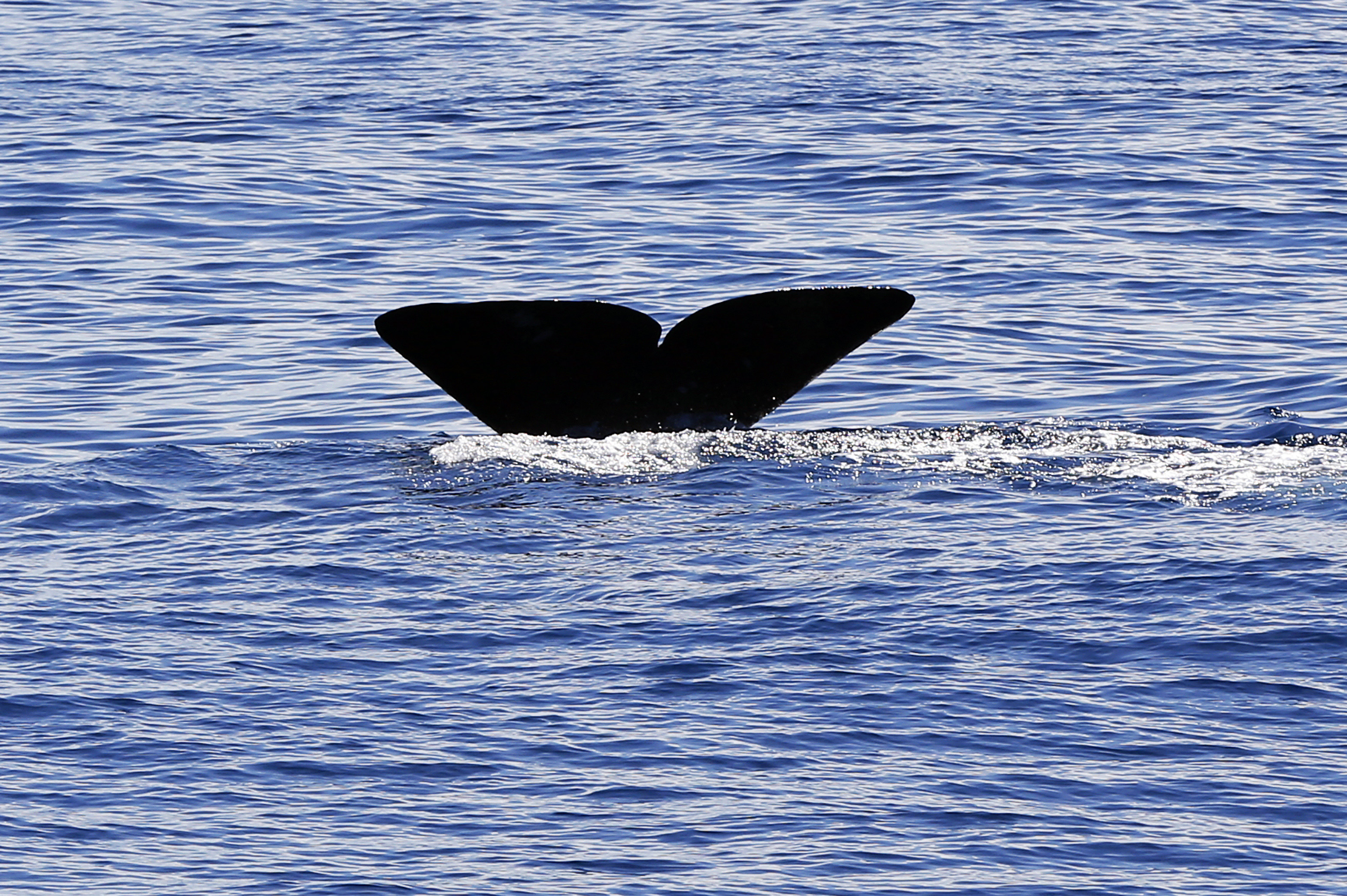 A sperm whale swims in the Mediterranean sea on July 23, 2014 off the coasts of Nice, southeastern France
