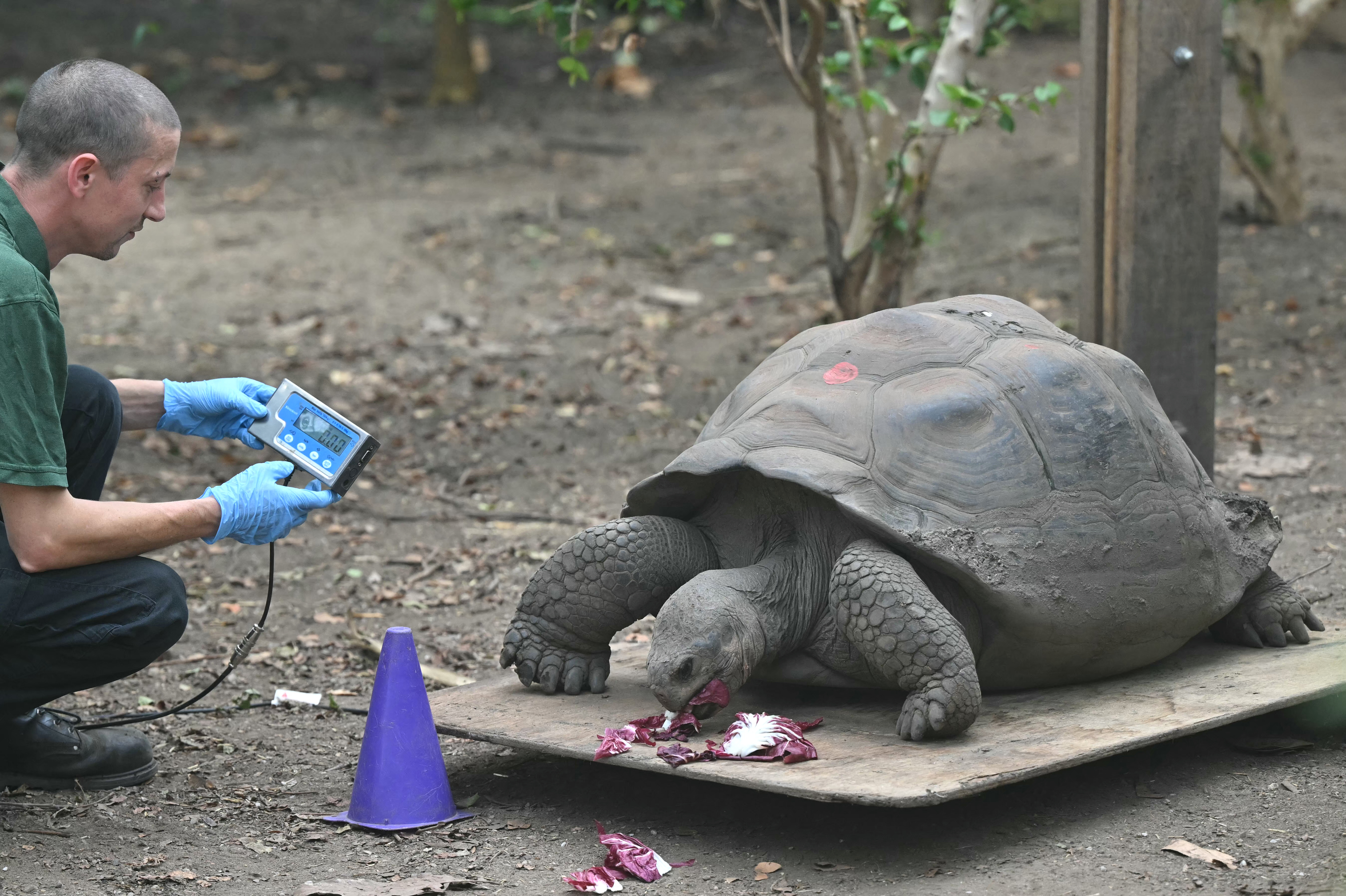 A Galapagos tortoise is fed as it is weighed during the annual weigh-in photocall event at London Zoo, in London