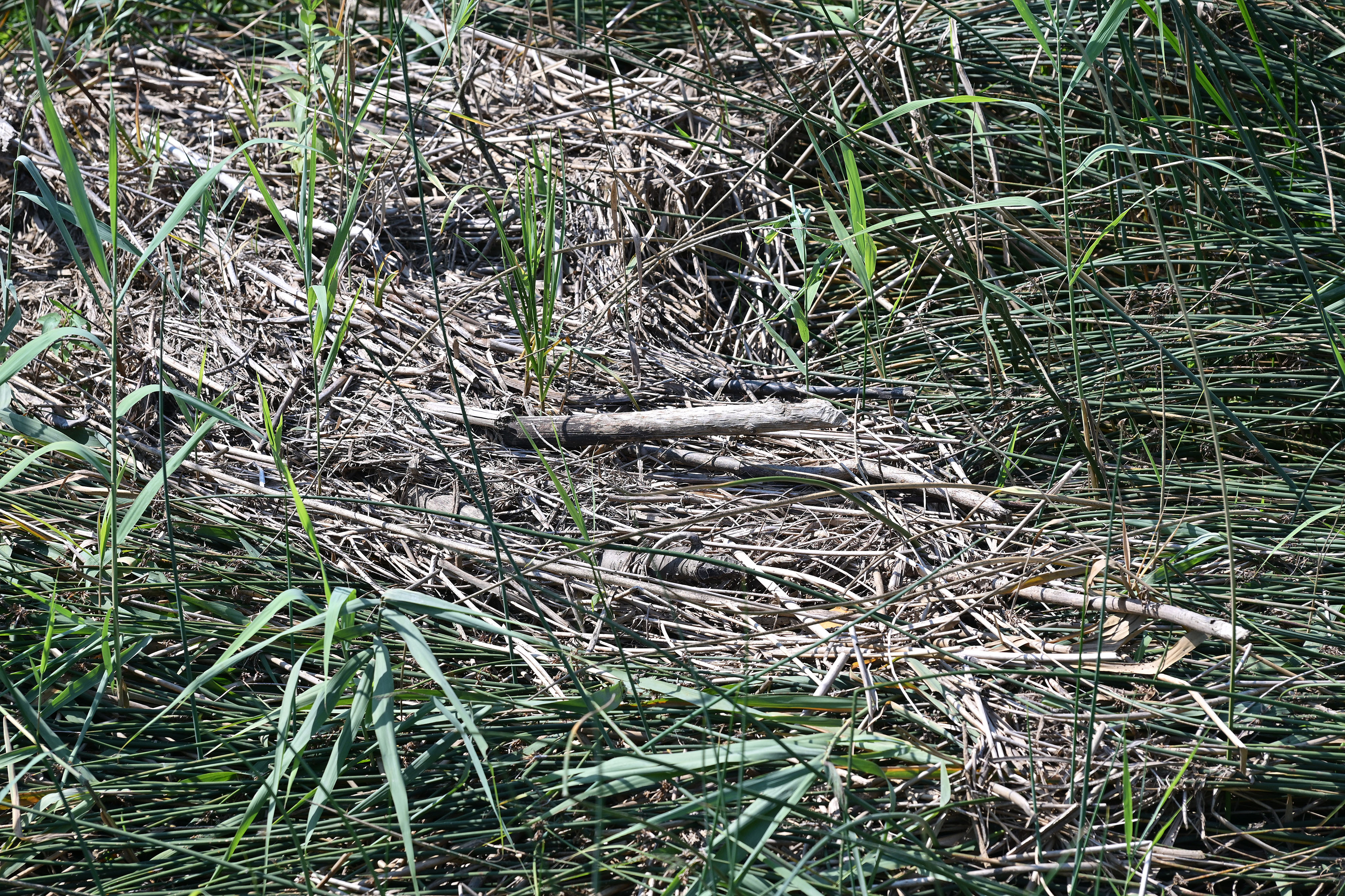 PXL_060826_156287941