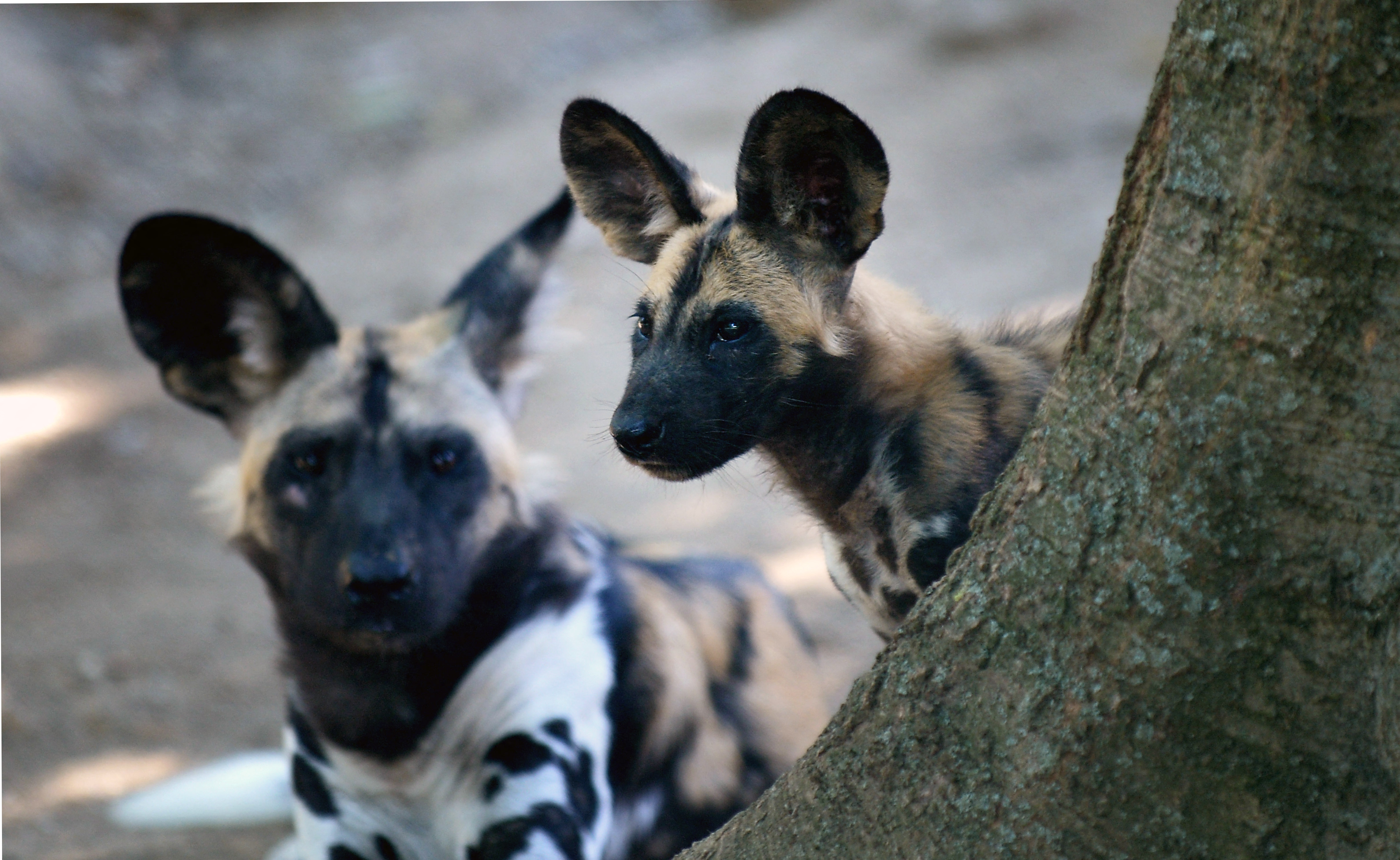 A Young African wild dog also called Lycaon pictus, is pictured on August 25, 2014 at the Bioparco of Rome (Rome's zoo)