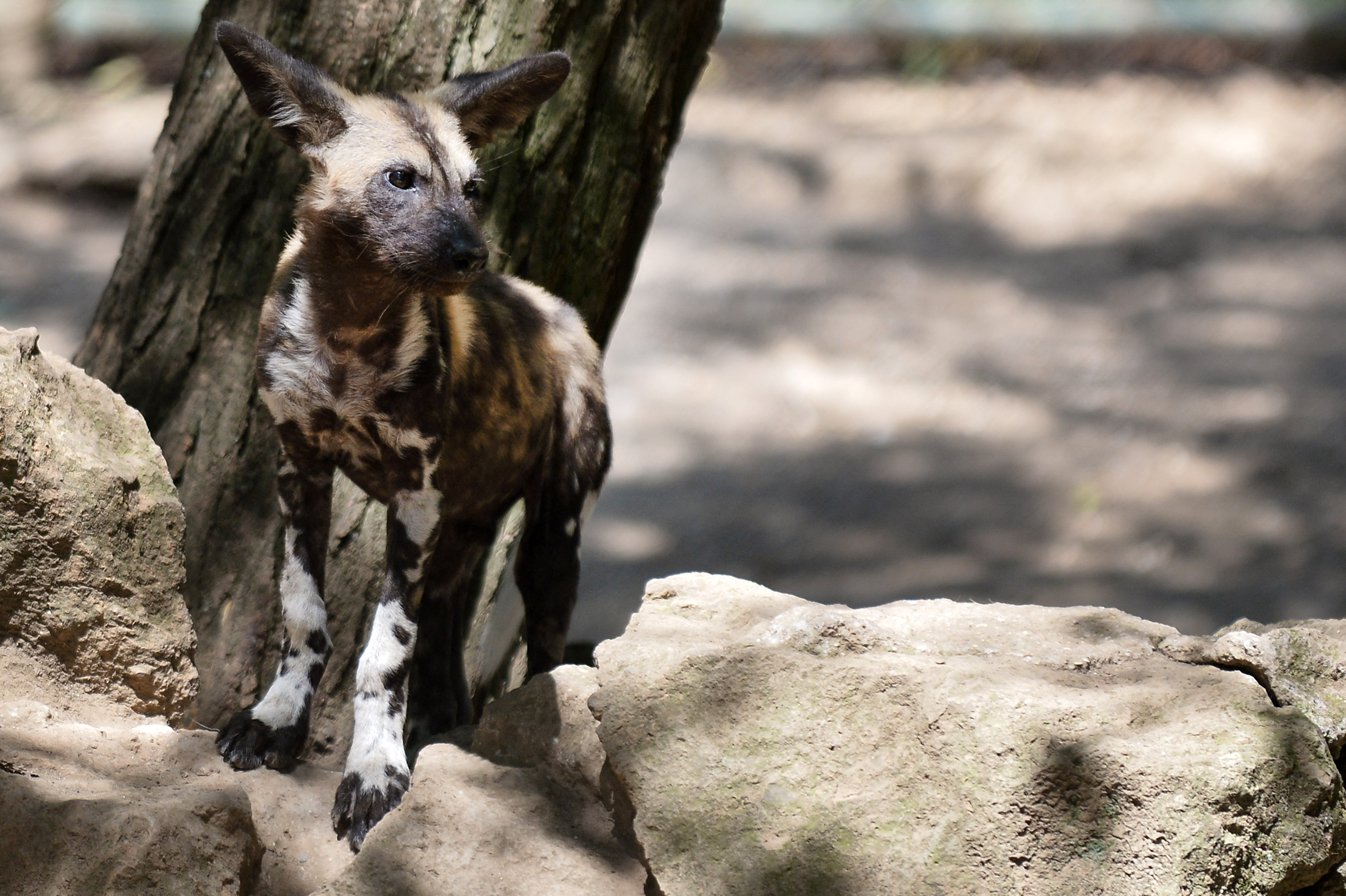 A Young African wild dog also called Lycaon pictus, is pictured on August 25, 2014 at the Bioparco of Rome (Rome's zoo)