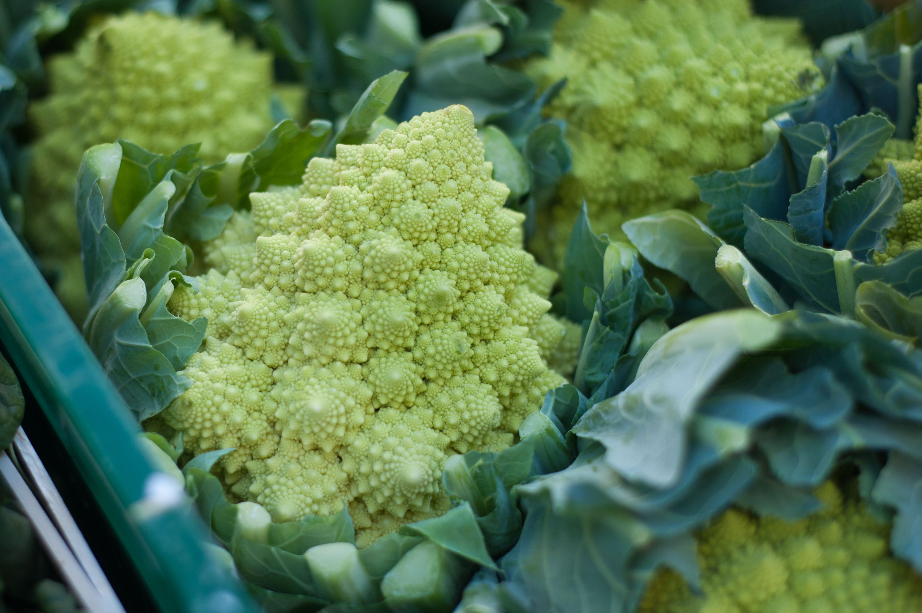 Romanesco brokula