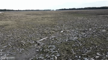 ribe, gif