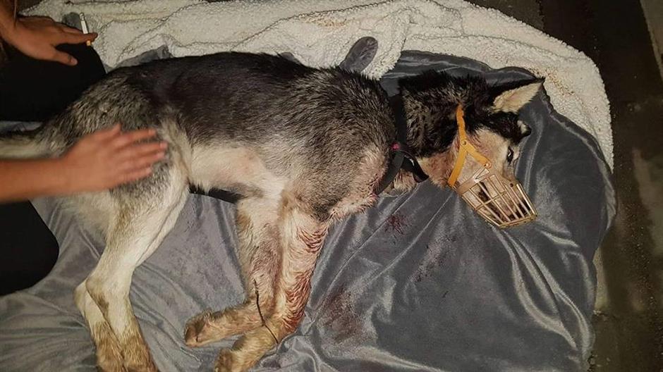 217618975122590491094212242810105460048493n