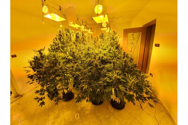 marihuana, laboratorij marihuane