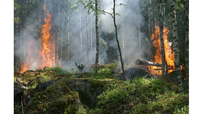 požar, požar šuma, požar sibir