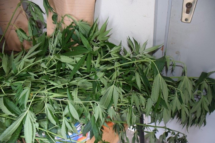 indijska konoplja, marihuana, trava