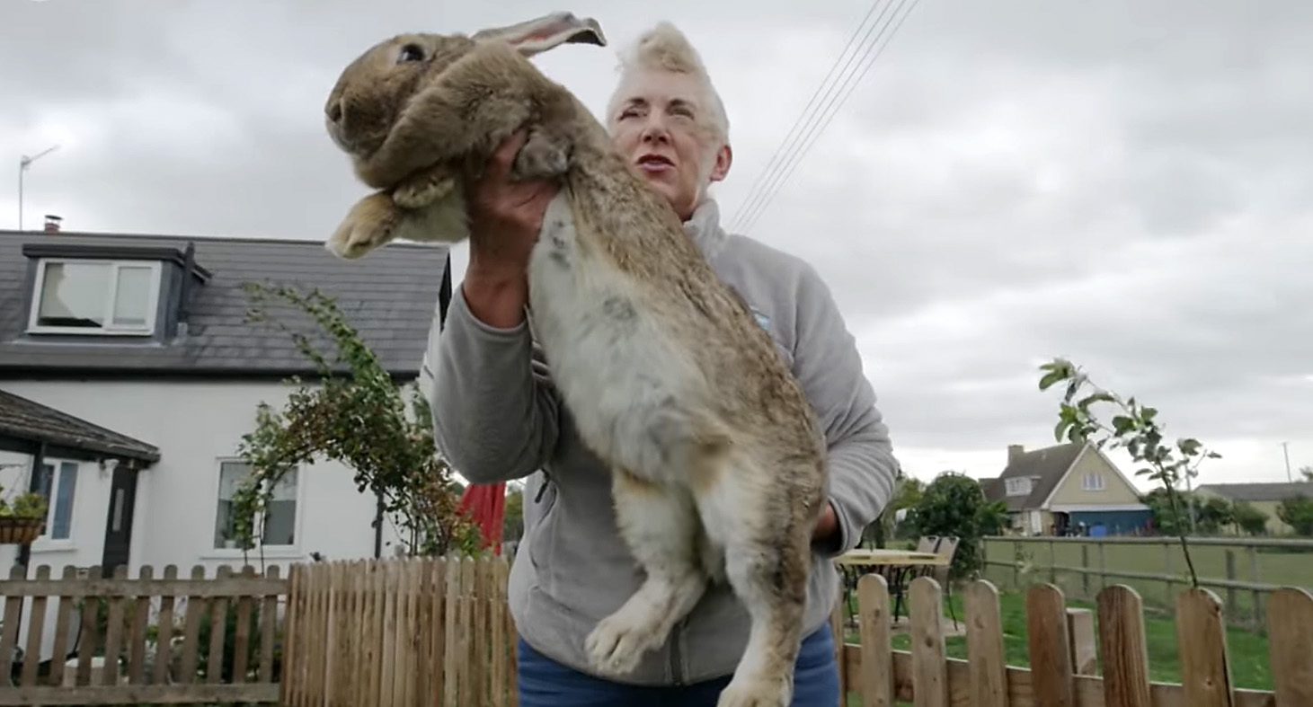 Najveci-zec-na-svetu-Printskrin-Youtube-Nature-on-PBS