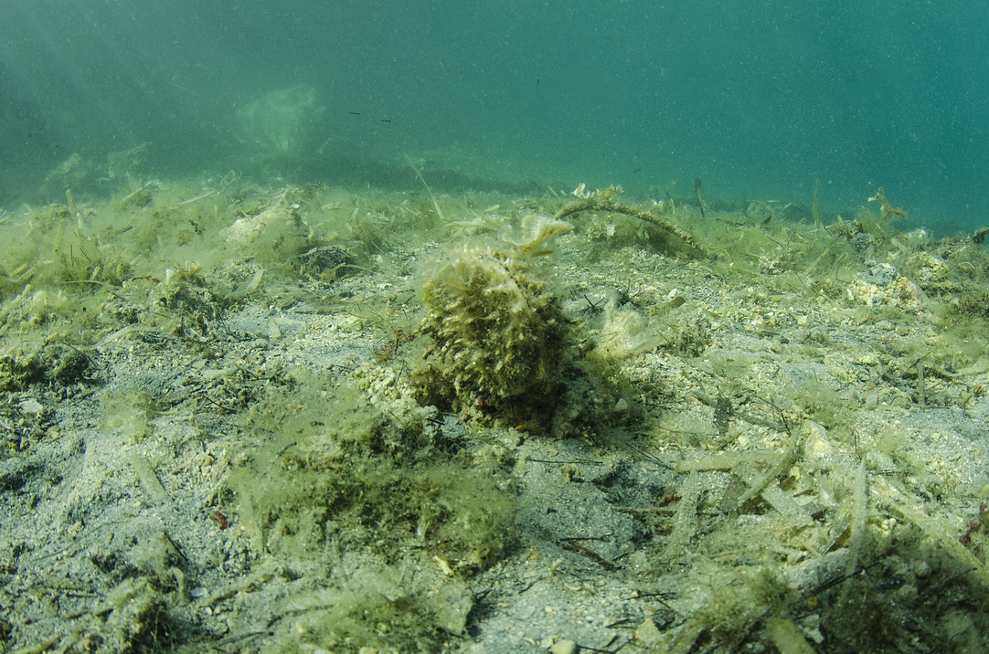 Otkrivanje žive periske (fotograf Goran Butajla)_5