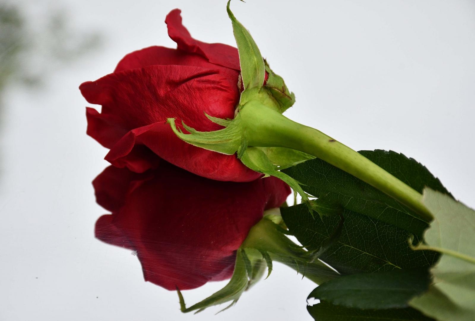 Okučani, ruža, groblje, vijenac