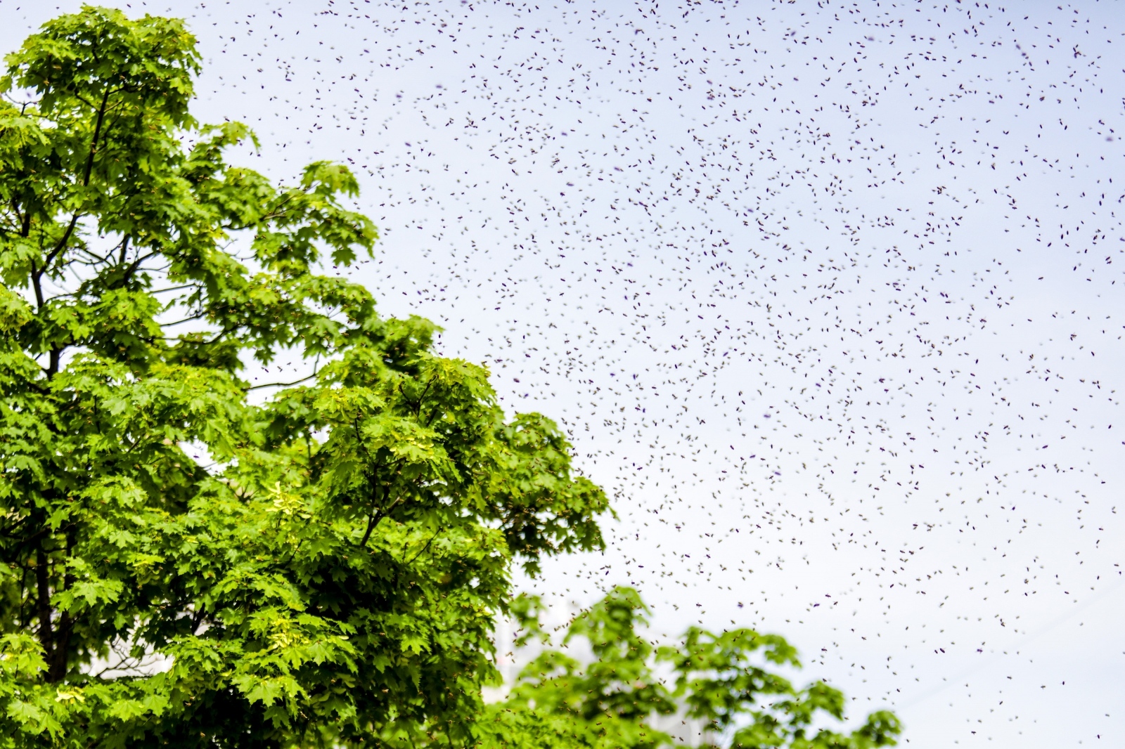 Zagreb: Najezda pčela na Cvjetnom trgu