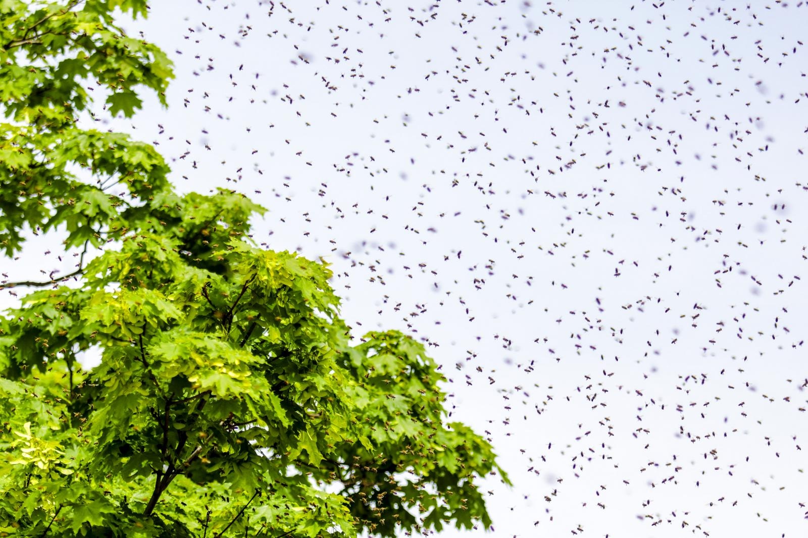 Zagreb: Najezda pčela na Cvjetnom trgu