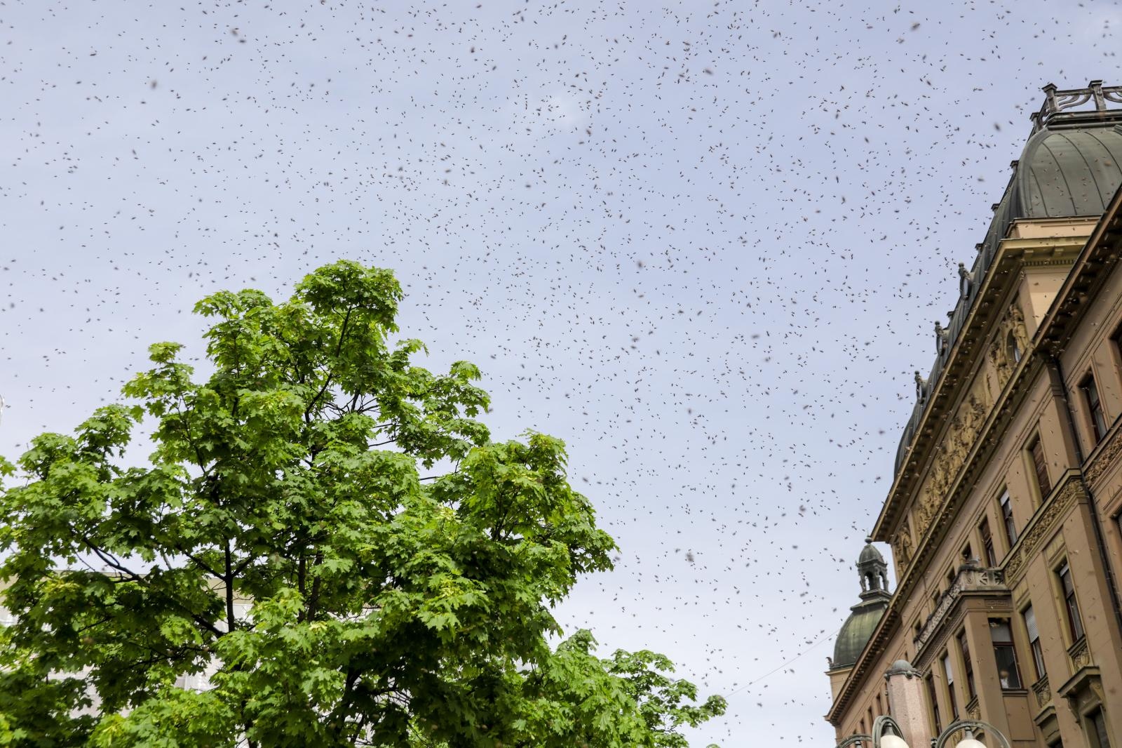 Zagreb: Najezda pčela na Cvjetnom trgu