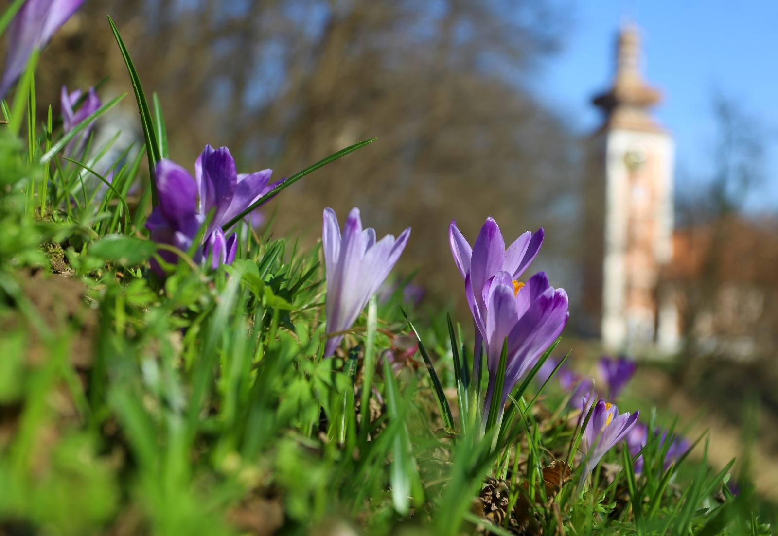 šafrani, cvijeće, proljeće, vremenska prognoza