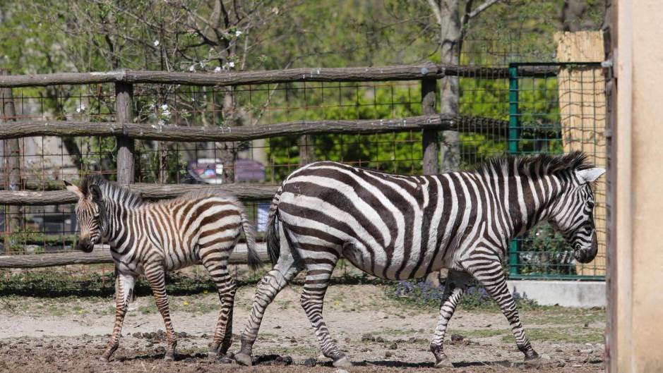 Zoološki vrt Grada Zagreba, zebre, zebra