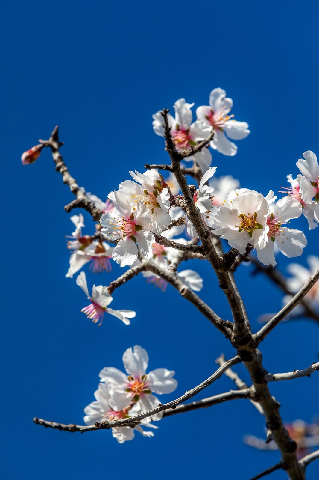 mendula, badem, proljeće, cvijeće