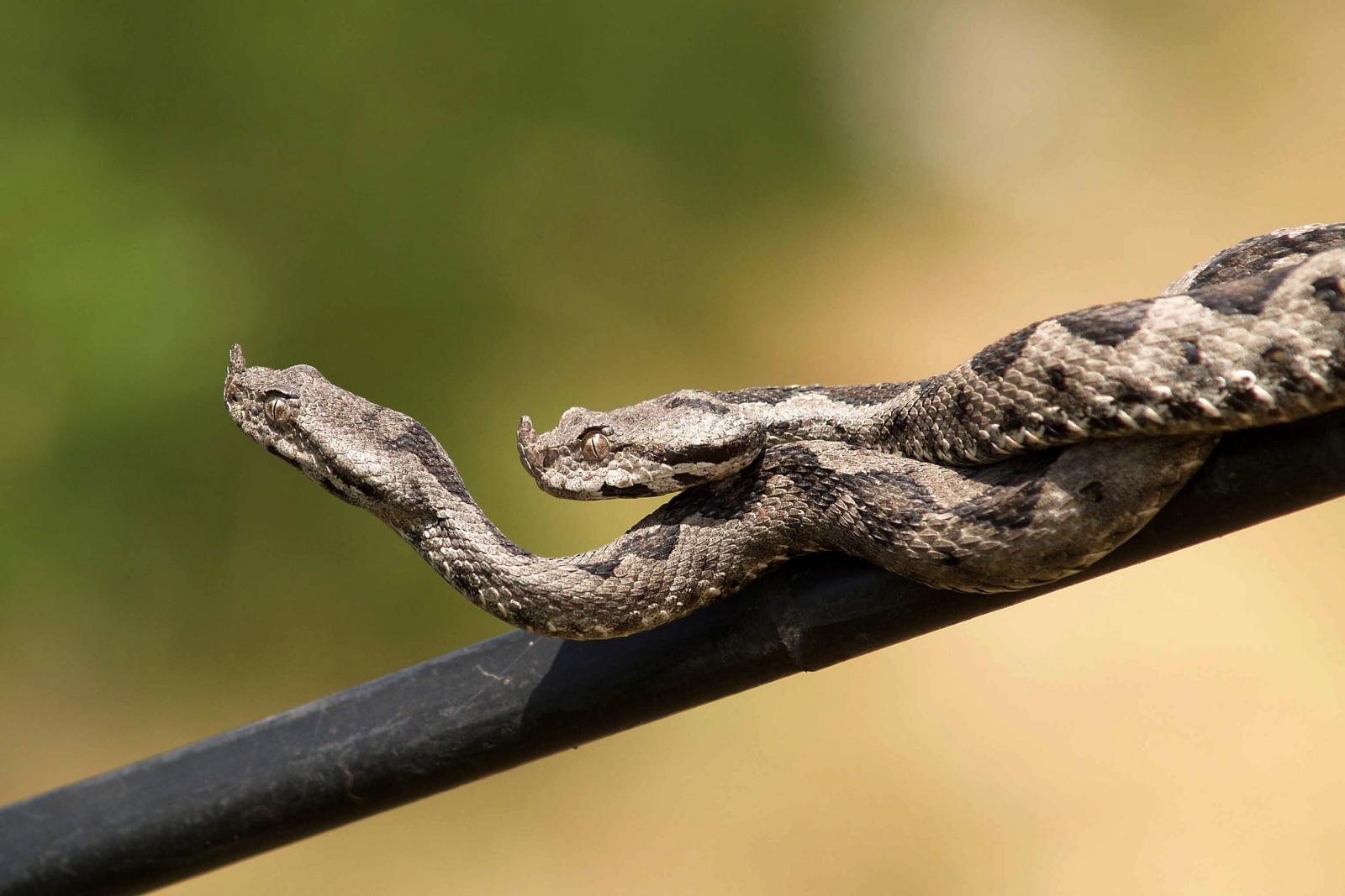 poskok, zmija, zmije, poskoci