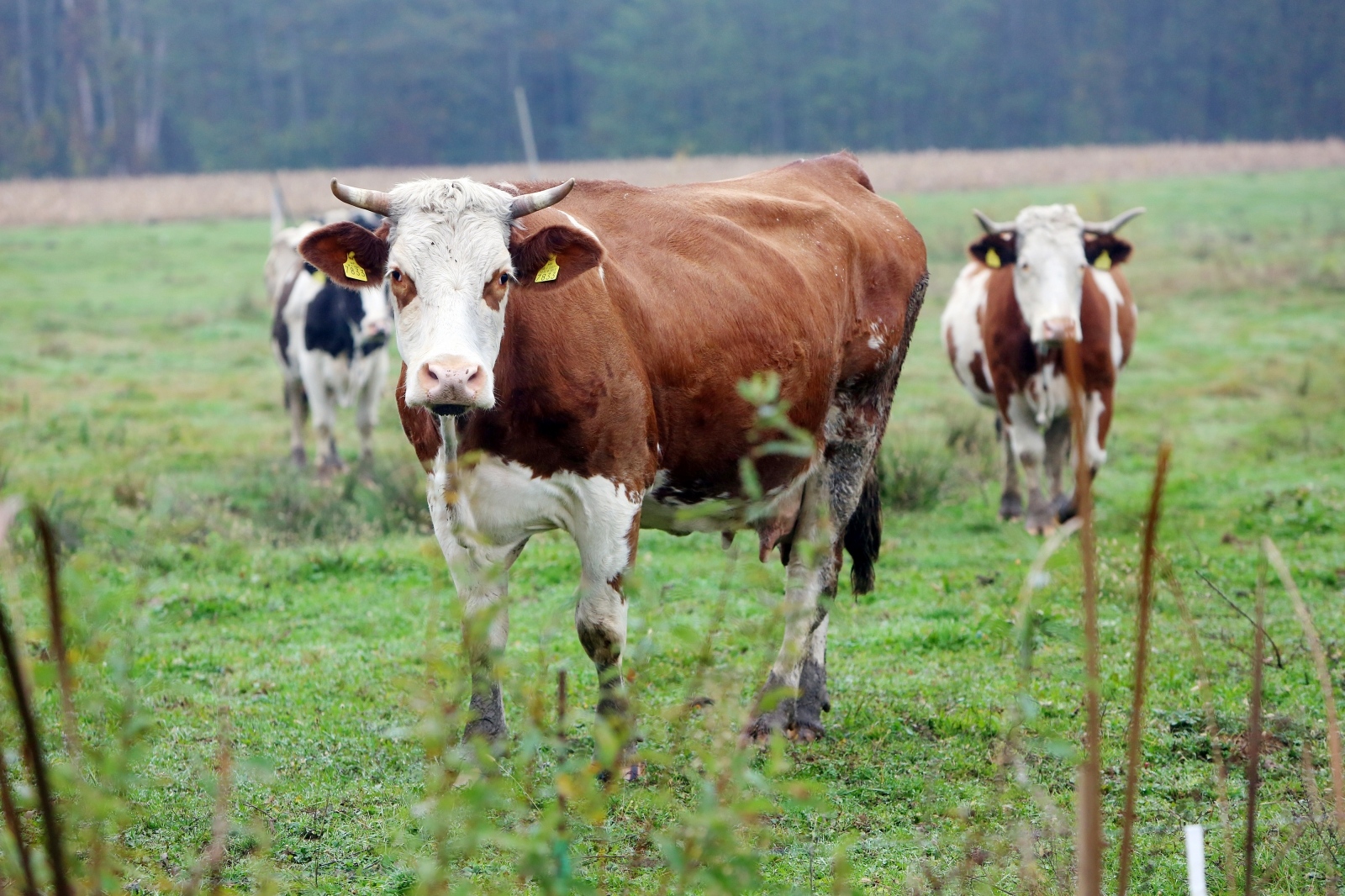 Karlovac: Krave na ispaši