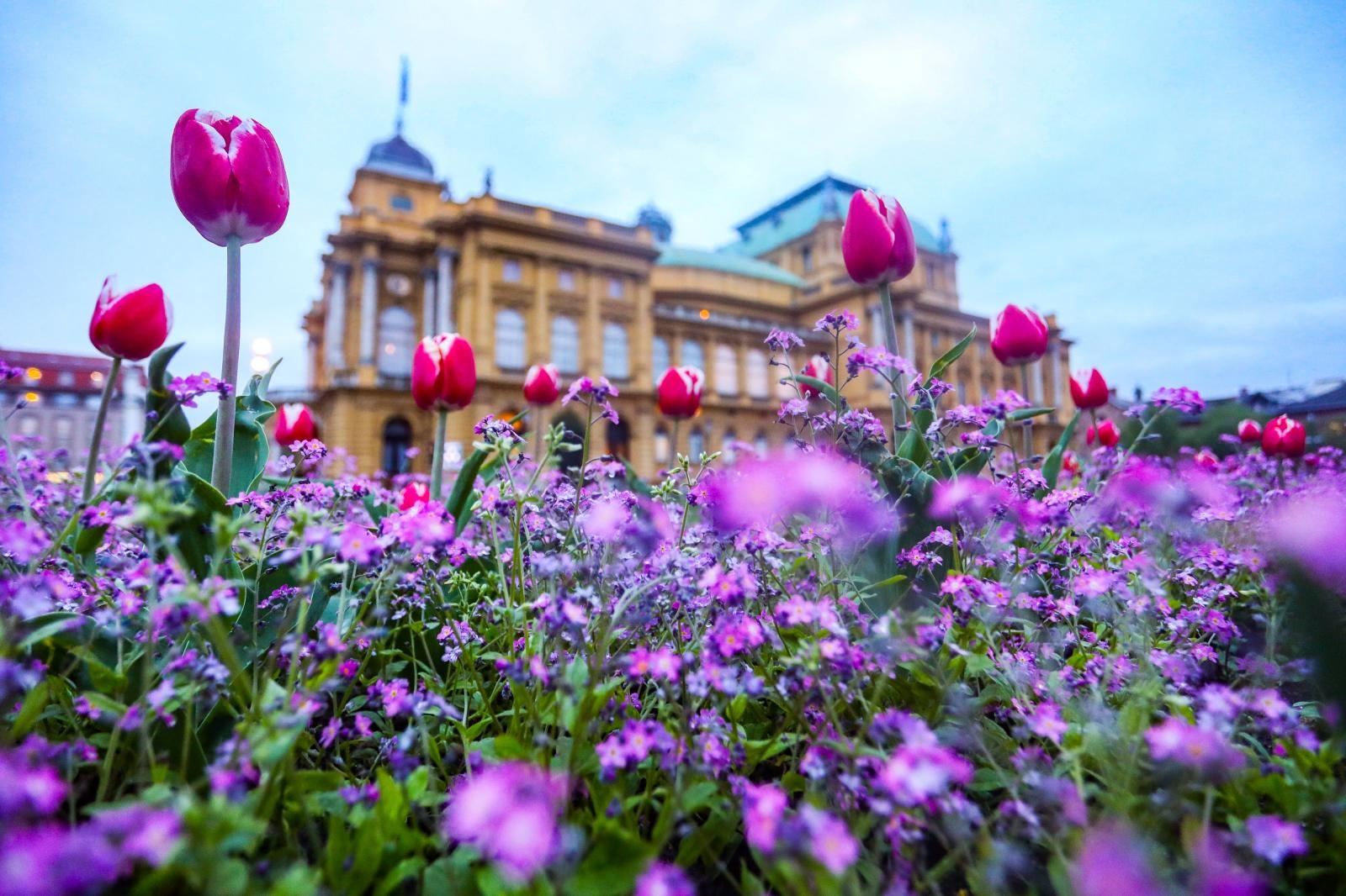 hnk, cvijeće, proljeće, zagreb