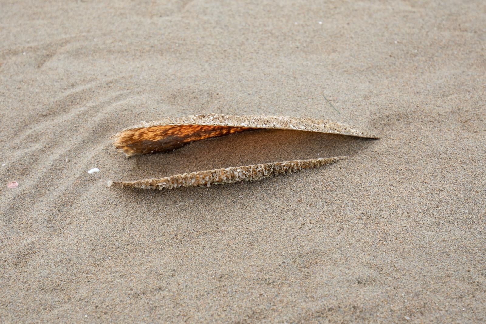 Komin: Pomor periski na ušću Neretve