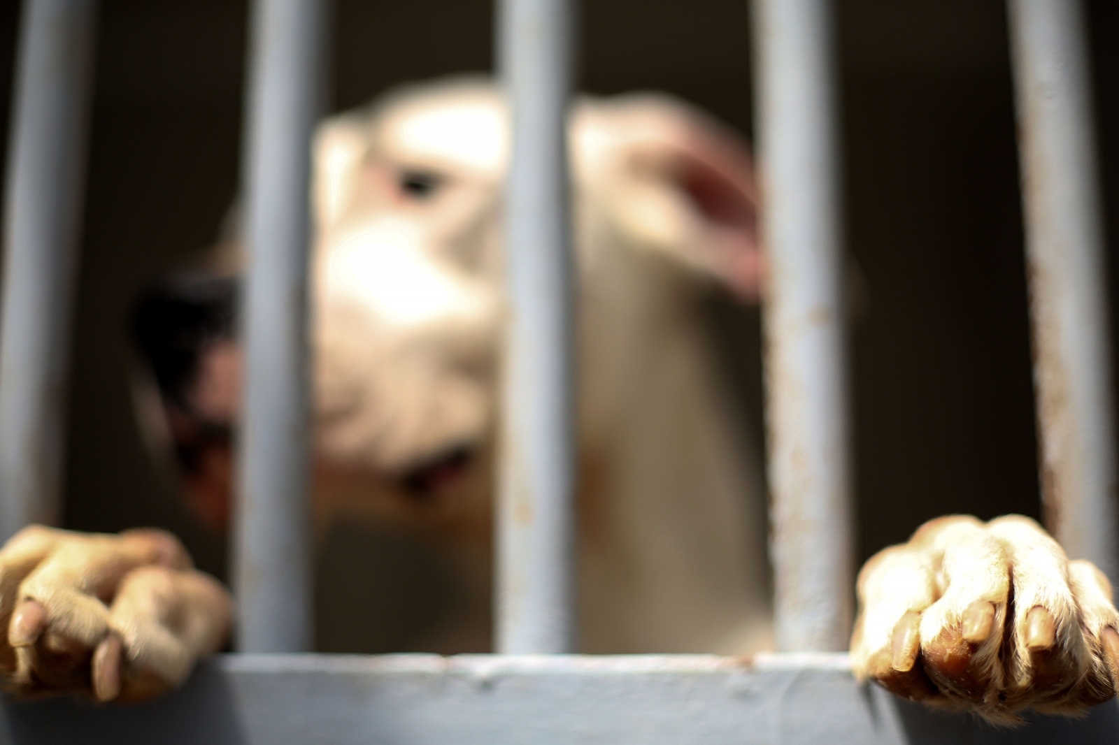 pas, psi, životnje, azil, zlostavljanje životinja