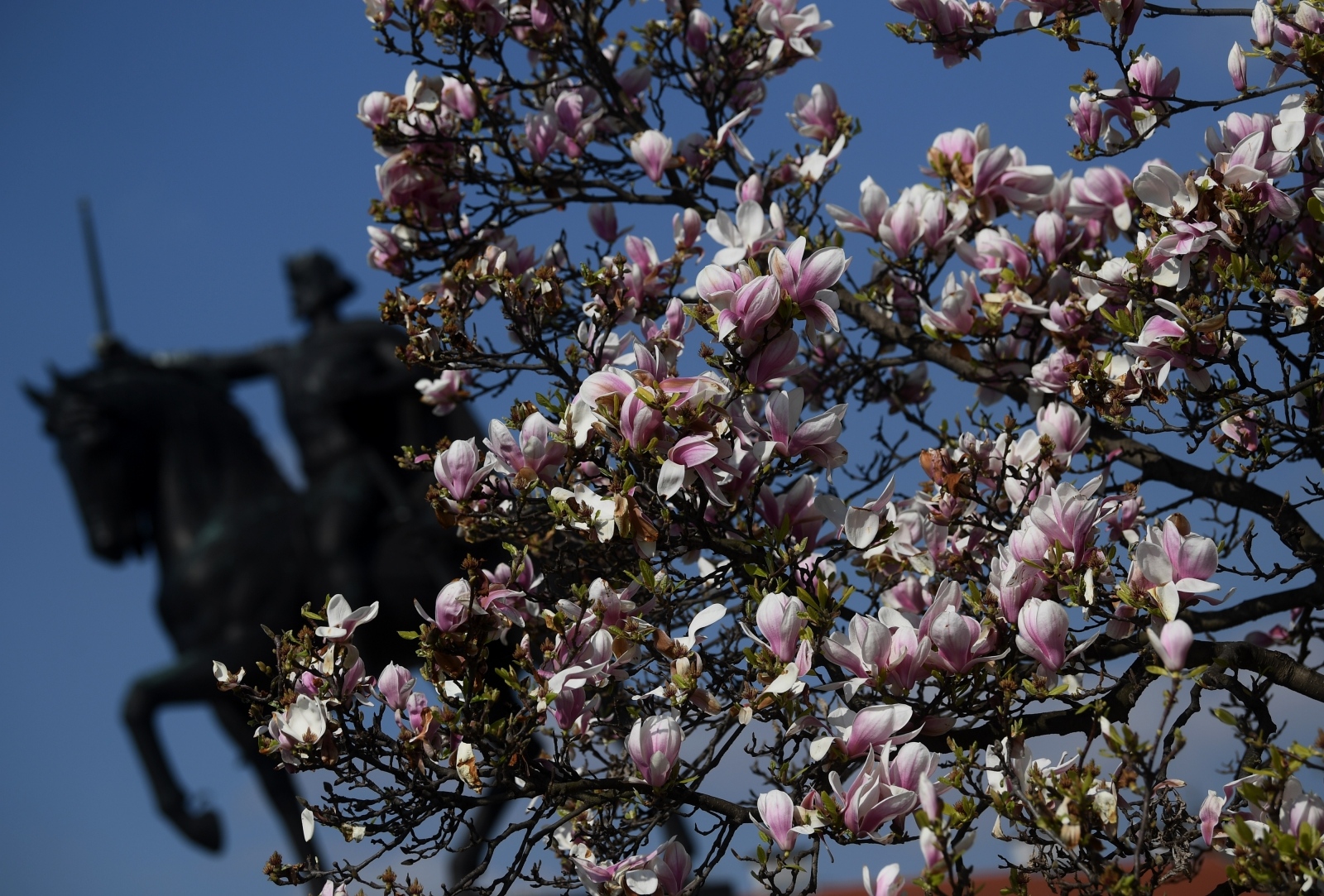 magnolija, trg kralja tomislava, zagreb, proljeće