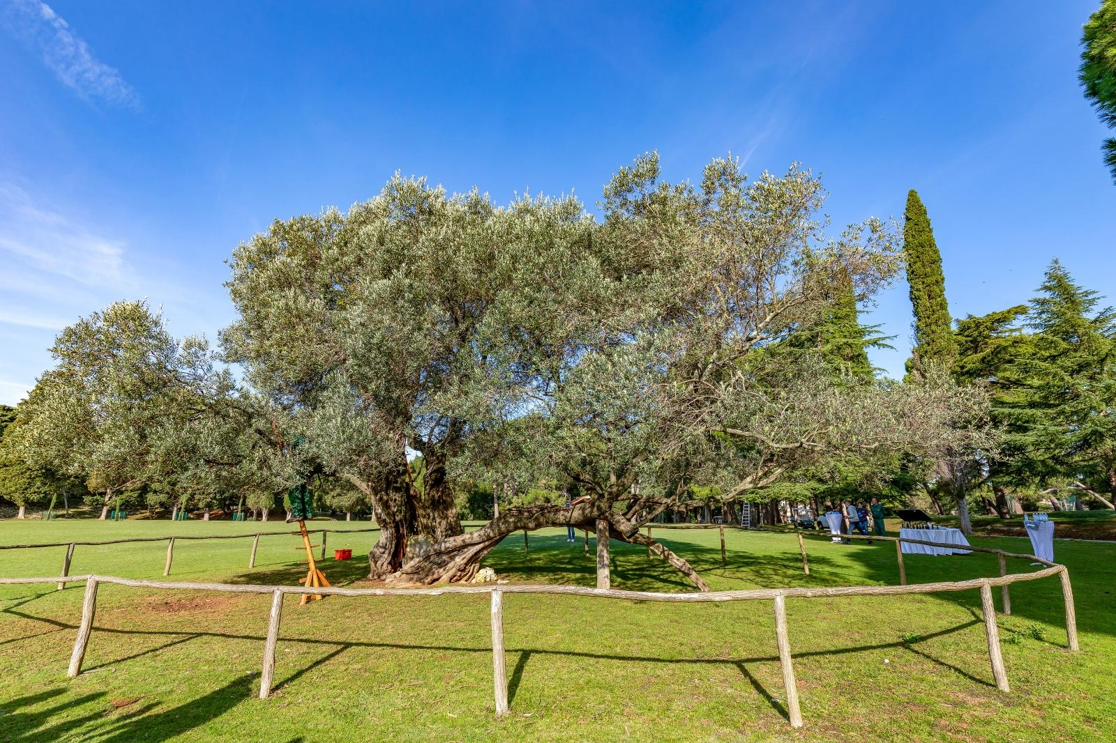 brijuni, proljeće, trava, maslina, drvo