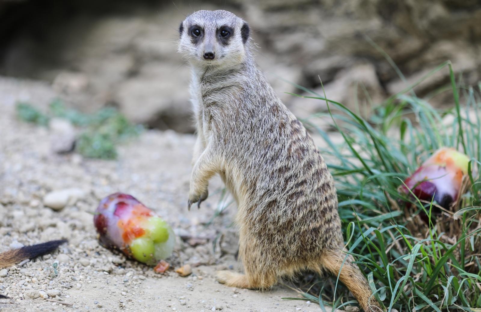 merkat, zoološki vrt