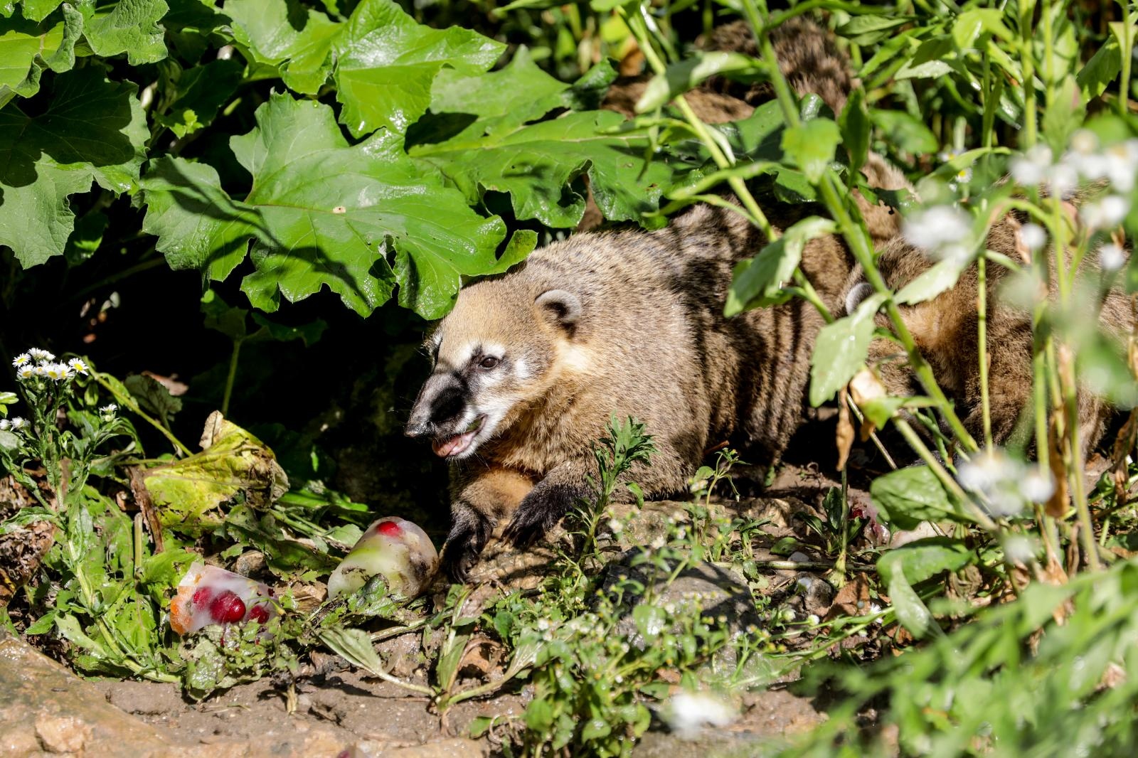 zoološki vrt u zagrebu