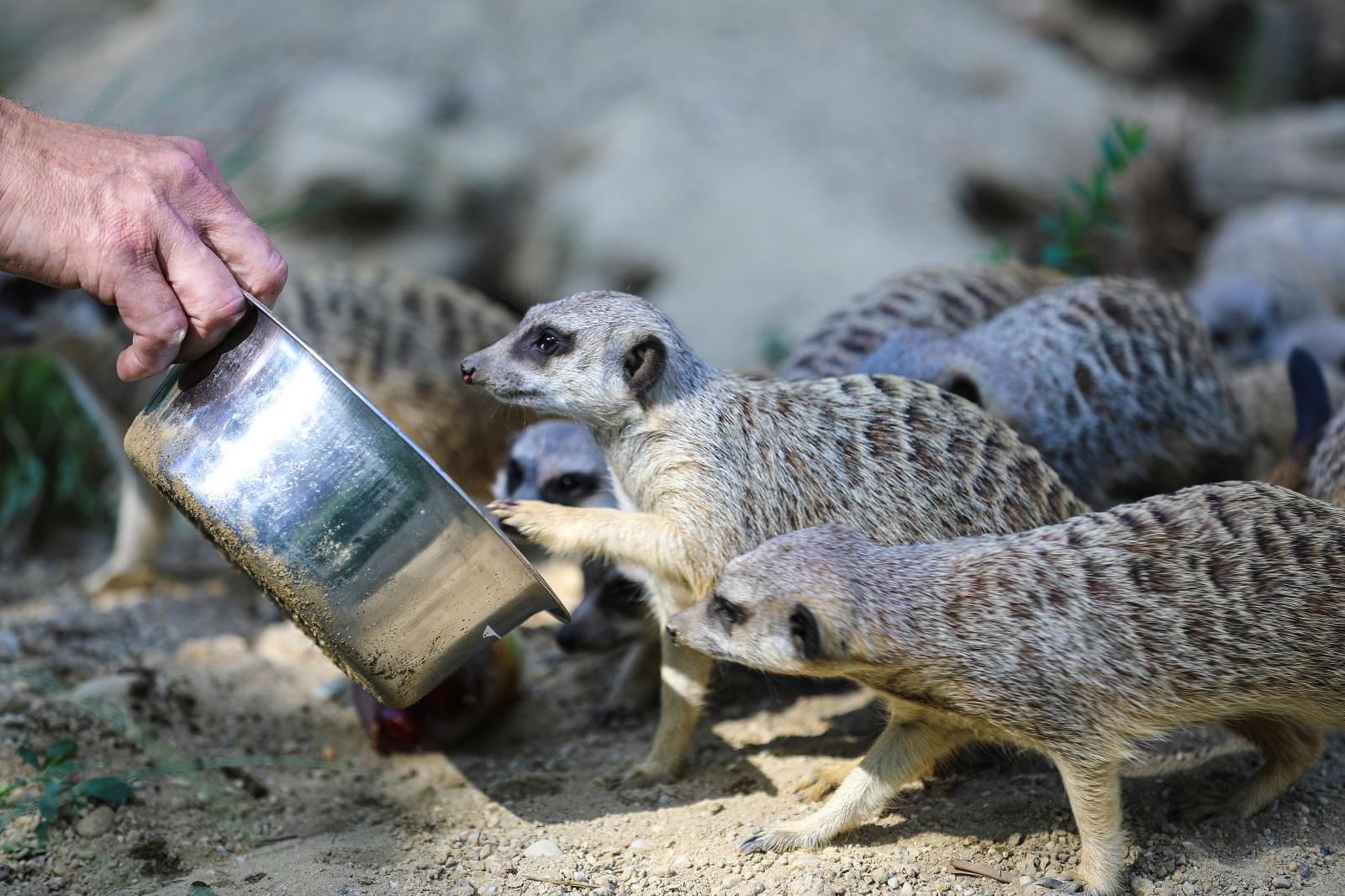 merkat, zoološki vrt