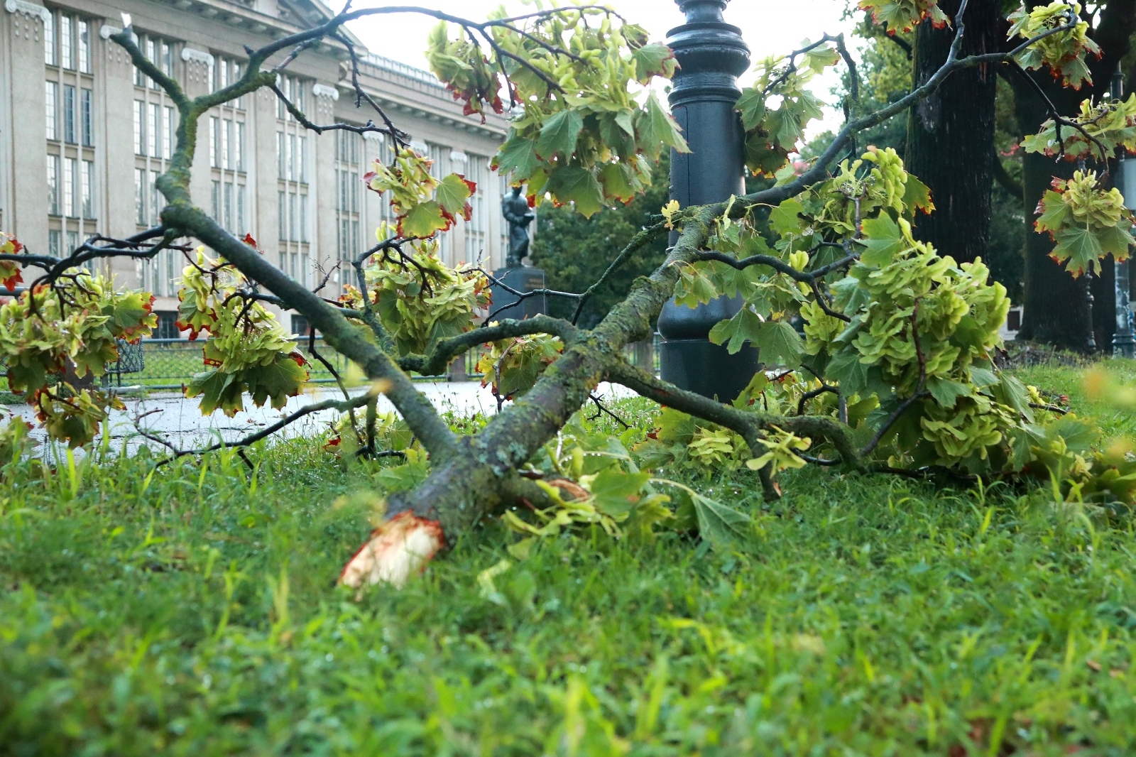 nevrijeme, srušeno stablo, vjetar