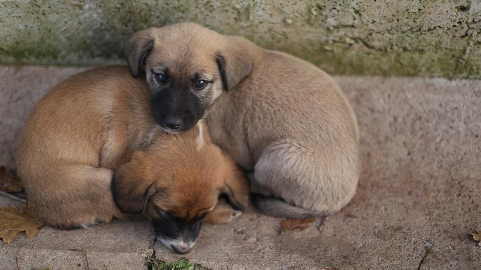 aa_picture_20151105_6725348_high