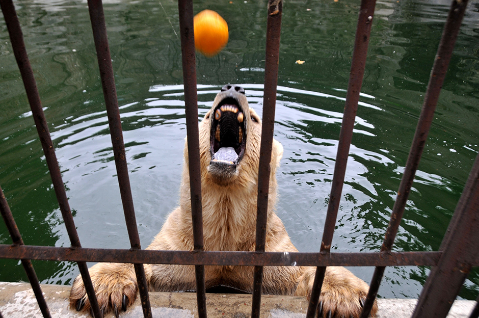 ANADOLIJA/Medin Halilović