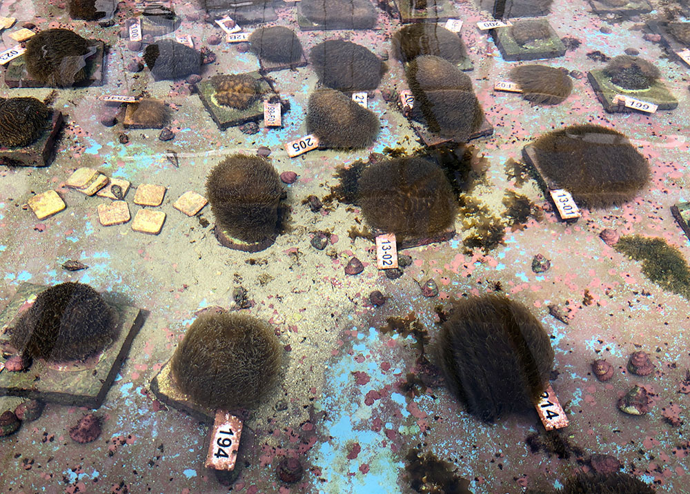 AFP/GIANRIGO MARLETTA