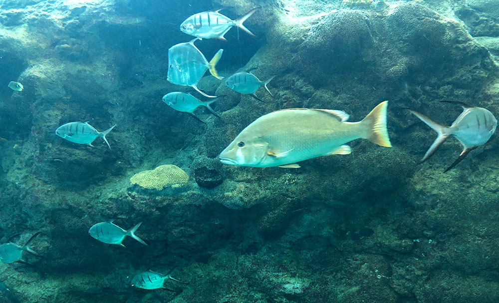 AFP GIANRIGO MARLETTA (5)