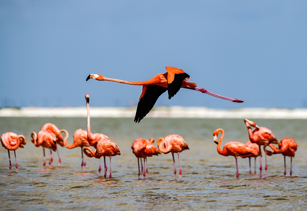 AFP RONALDO SCHEMIDT (1)