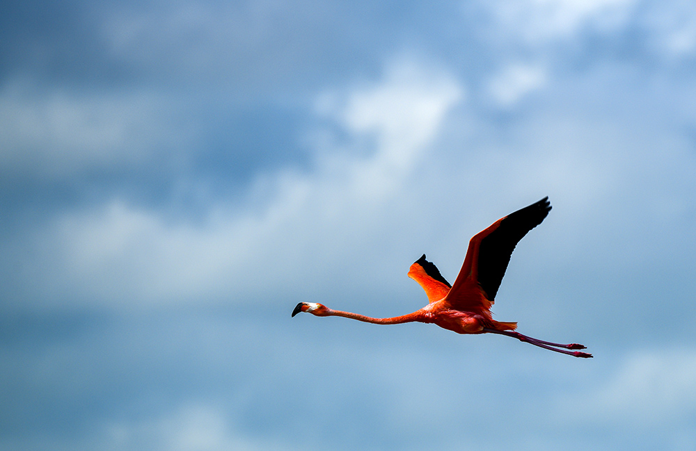 AFP/Ronaldo Schemidt