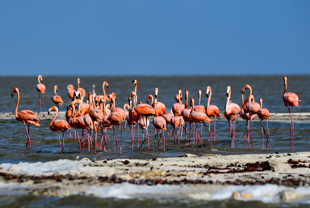 AFP/Ronaldo Schemidt