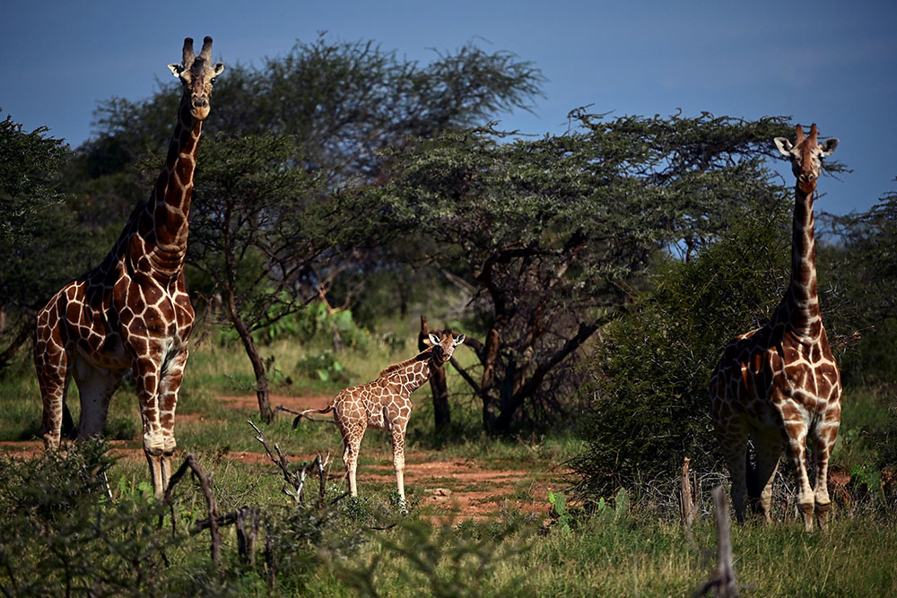 AFP TONY KARUMBA (3)